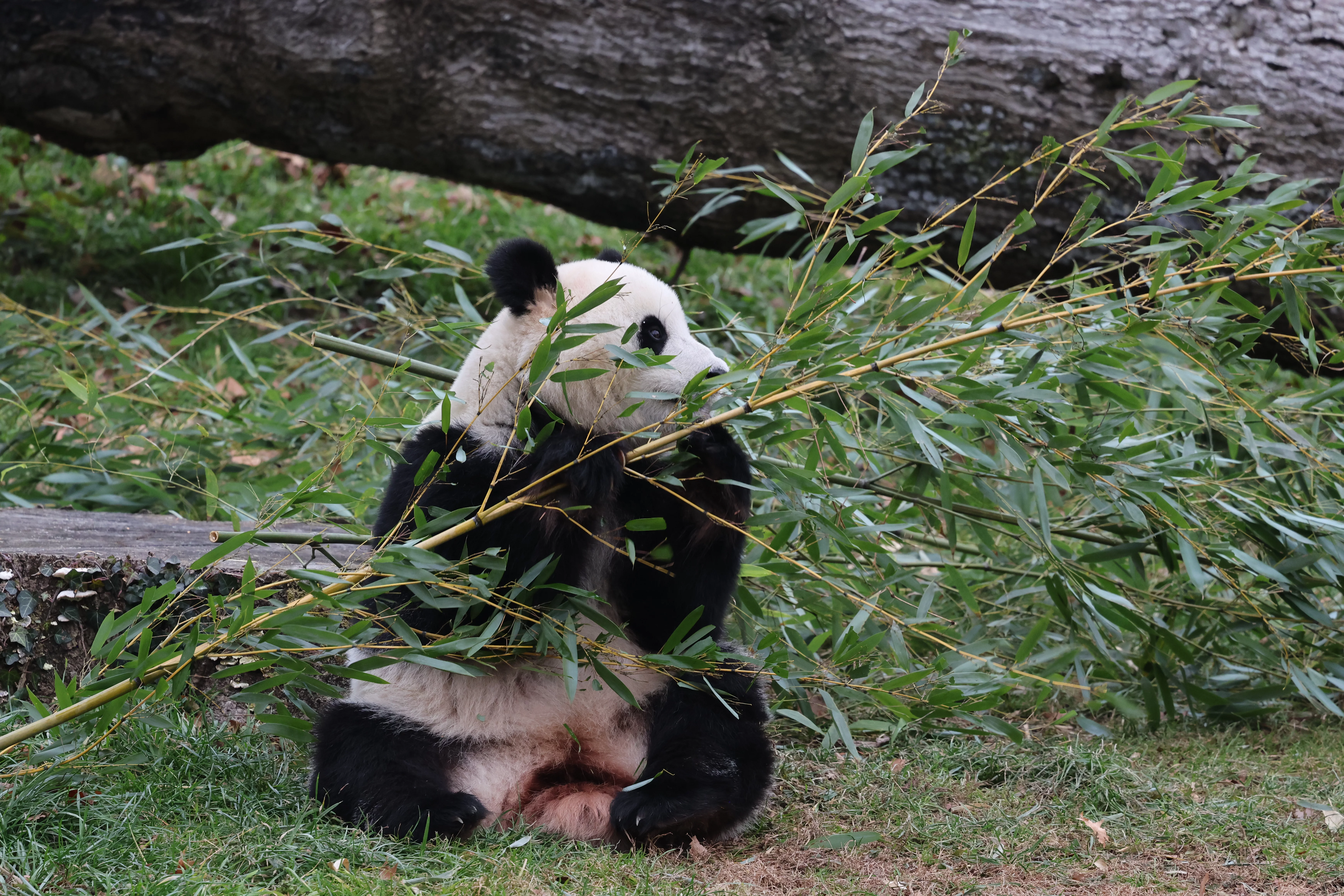 Smithsonian's National Zoo