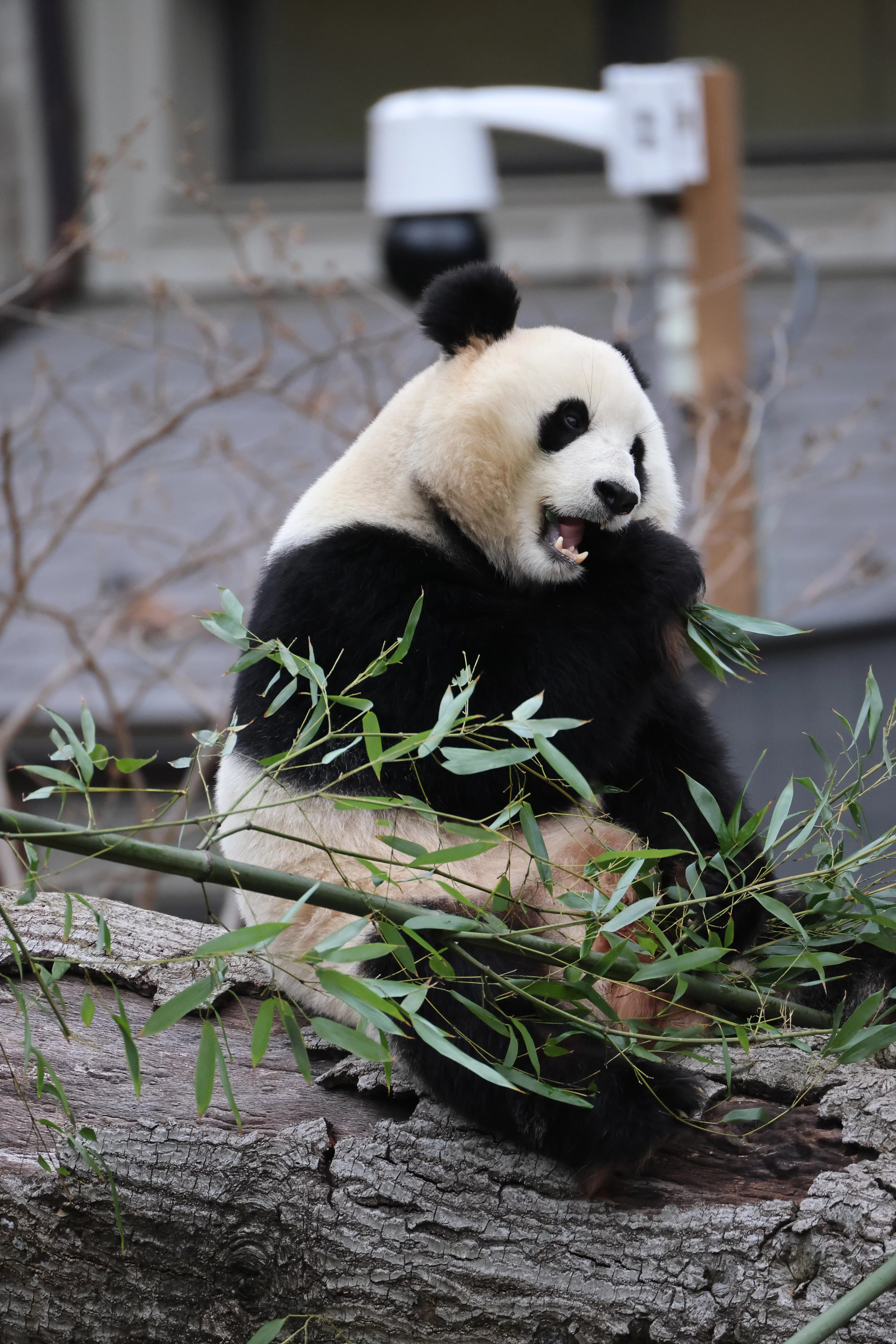 Smithsonian's National Zoo