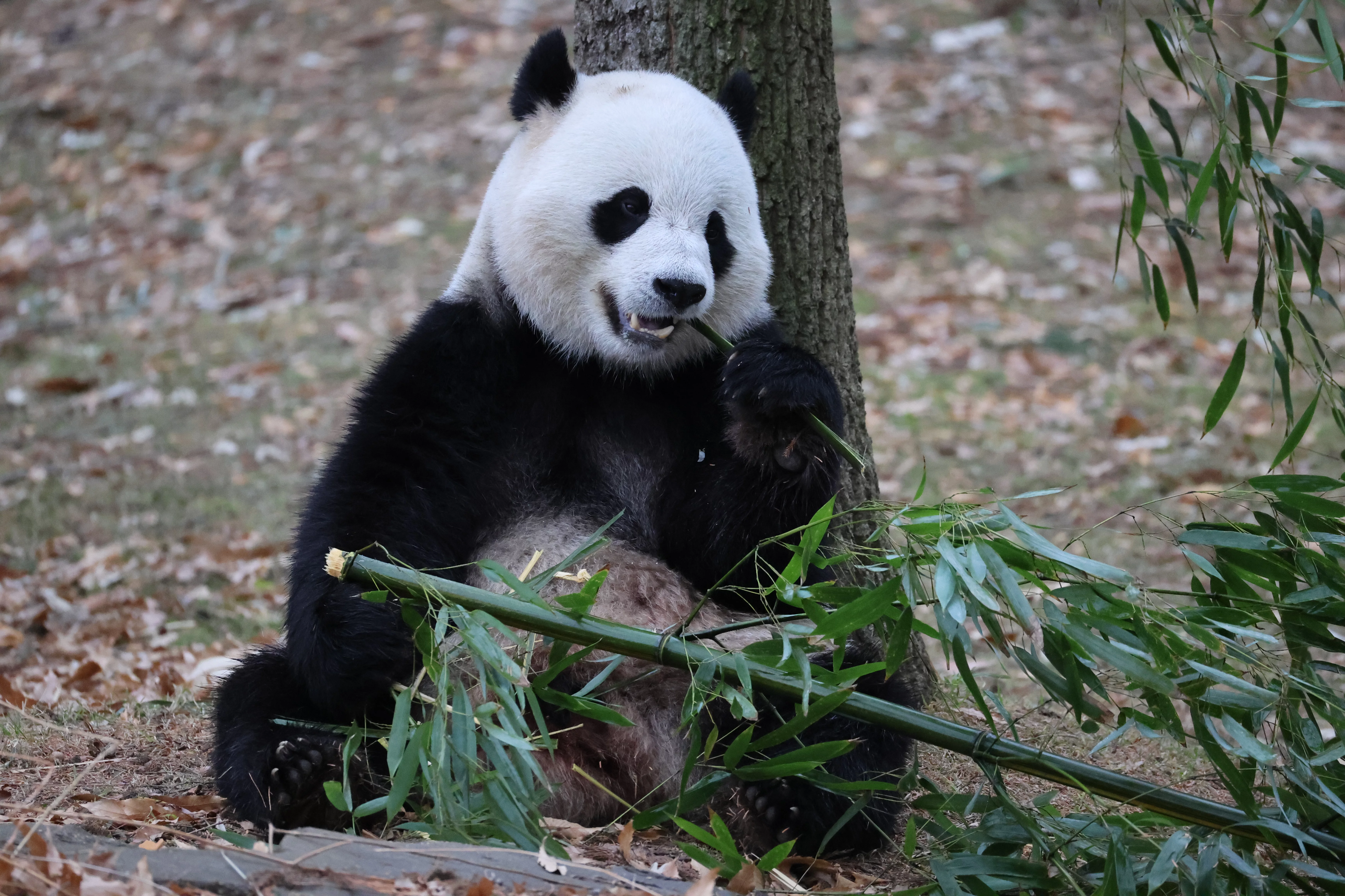 Smithsonian's National Zoo