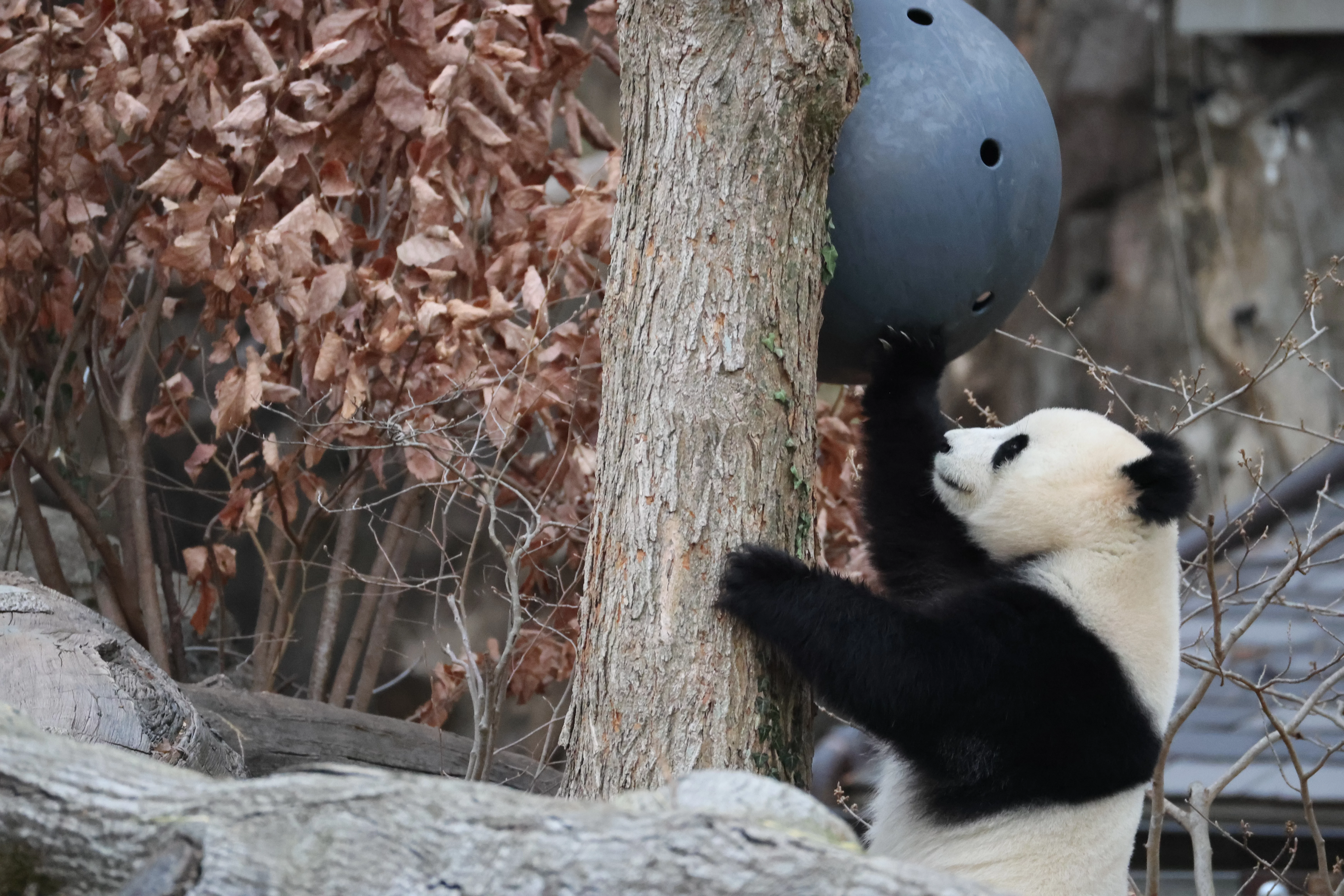 Smithsonian's National Zoo