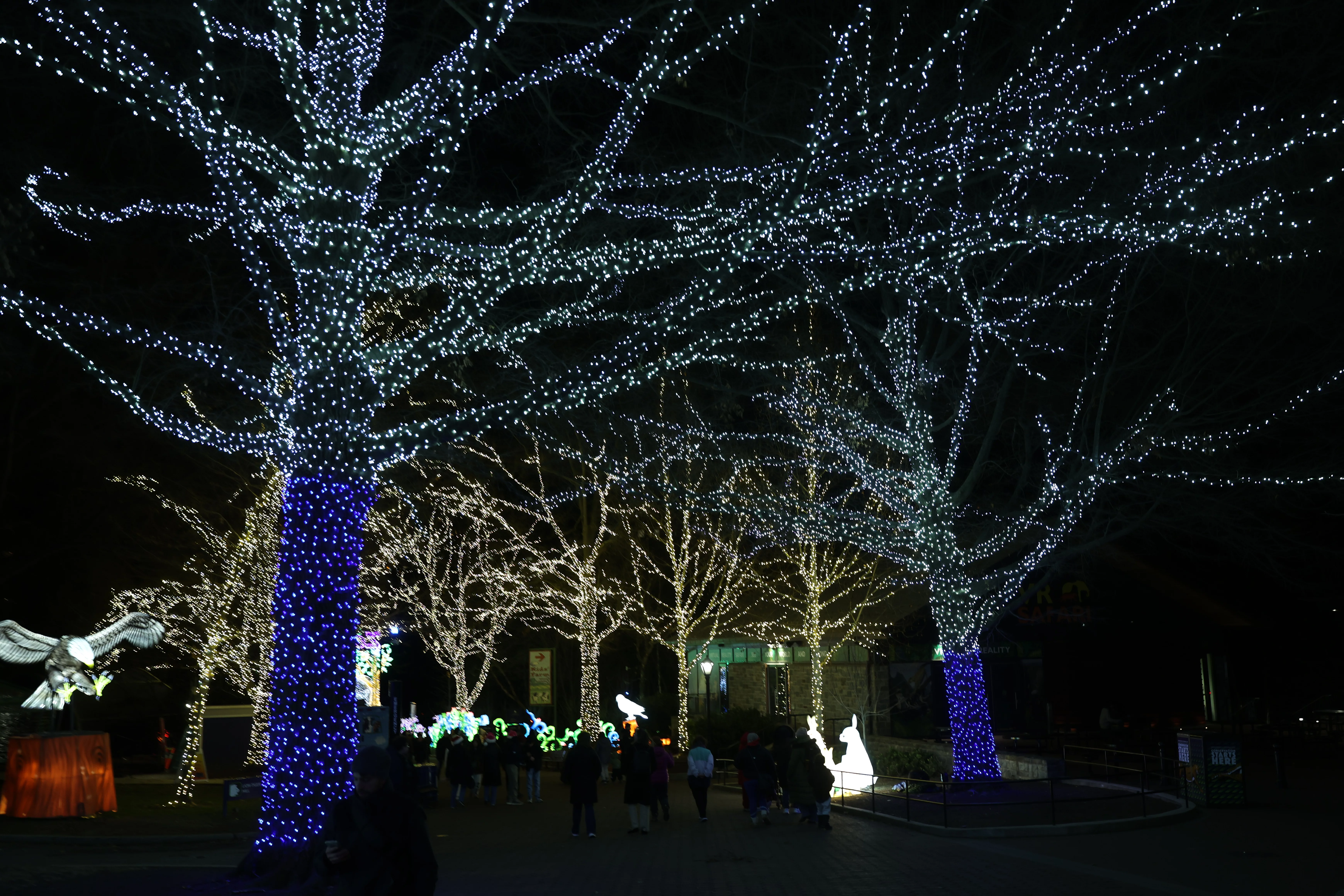 Zoo Lights
