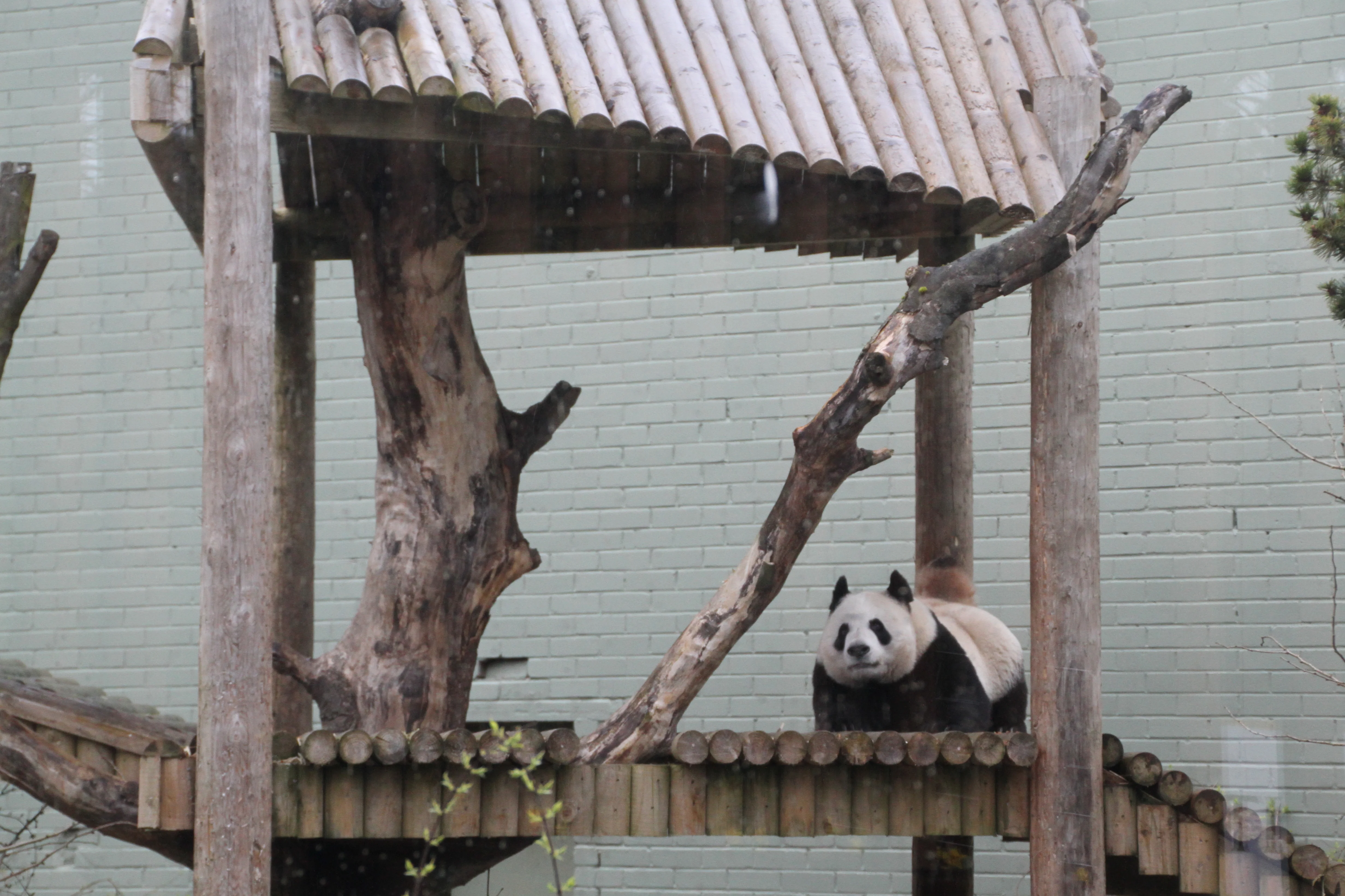 RZSS Edinburgh Zoo