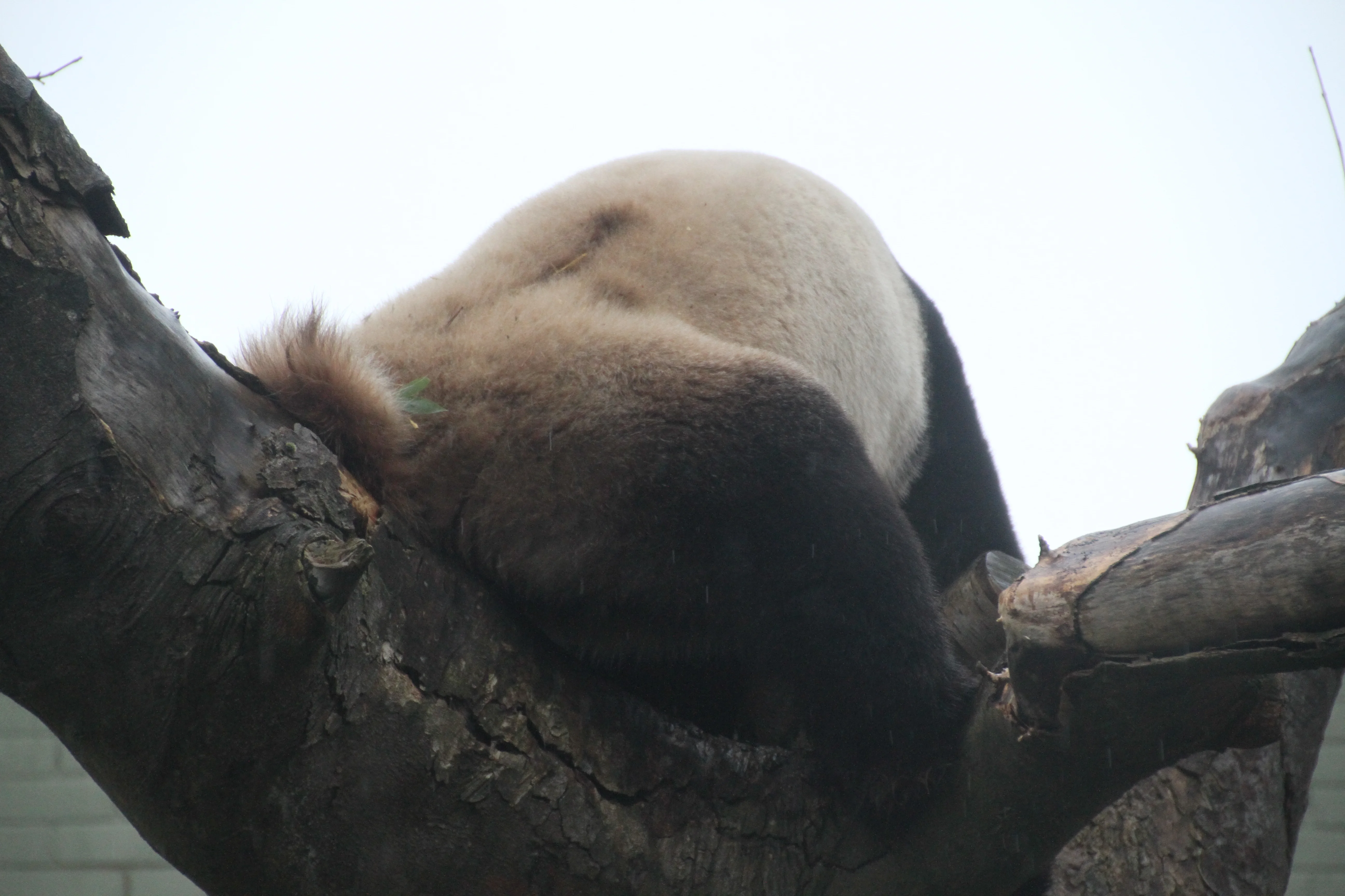 RZSS Edinburgh Zoo
