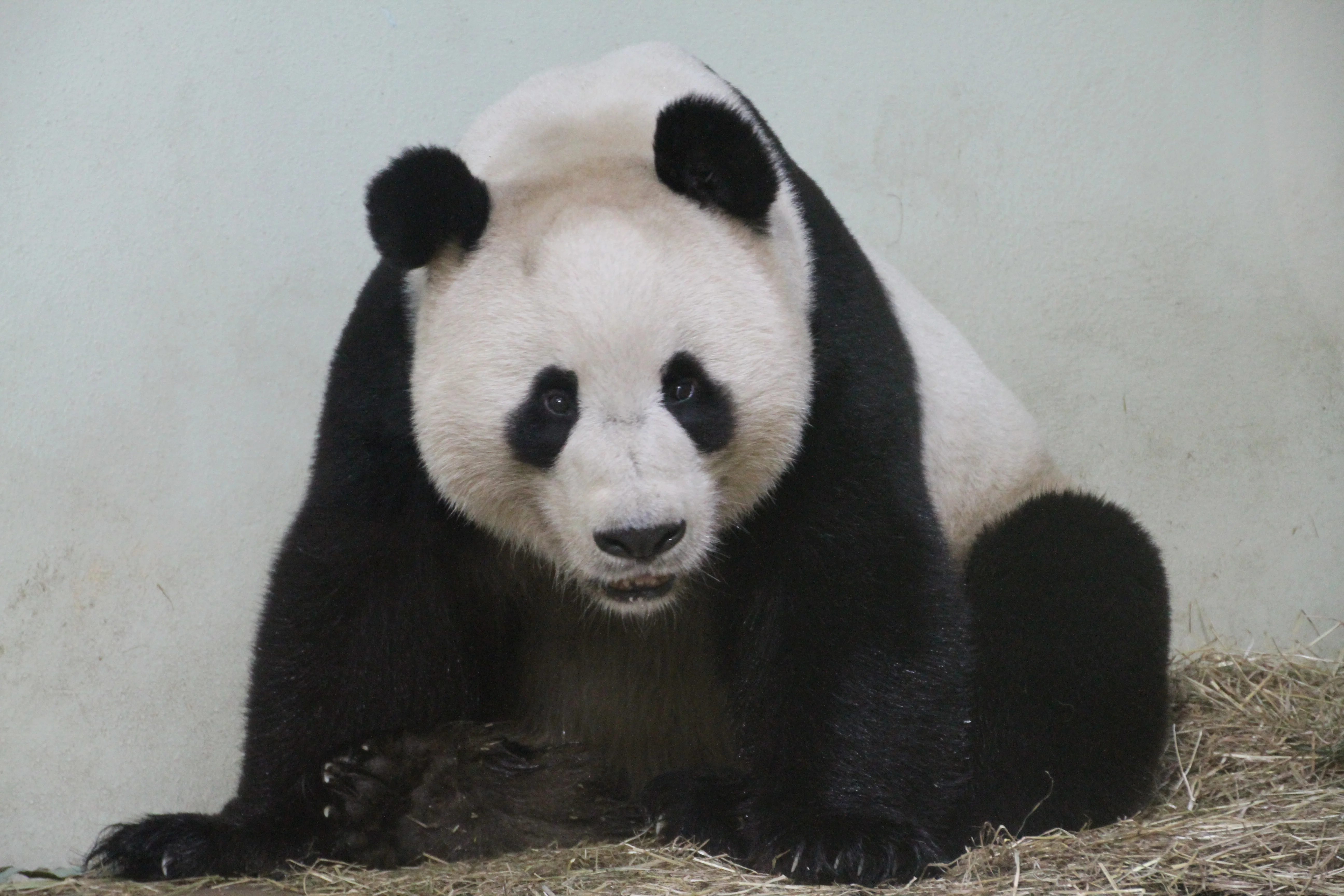 RZSS Edinburgh Zoo