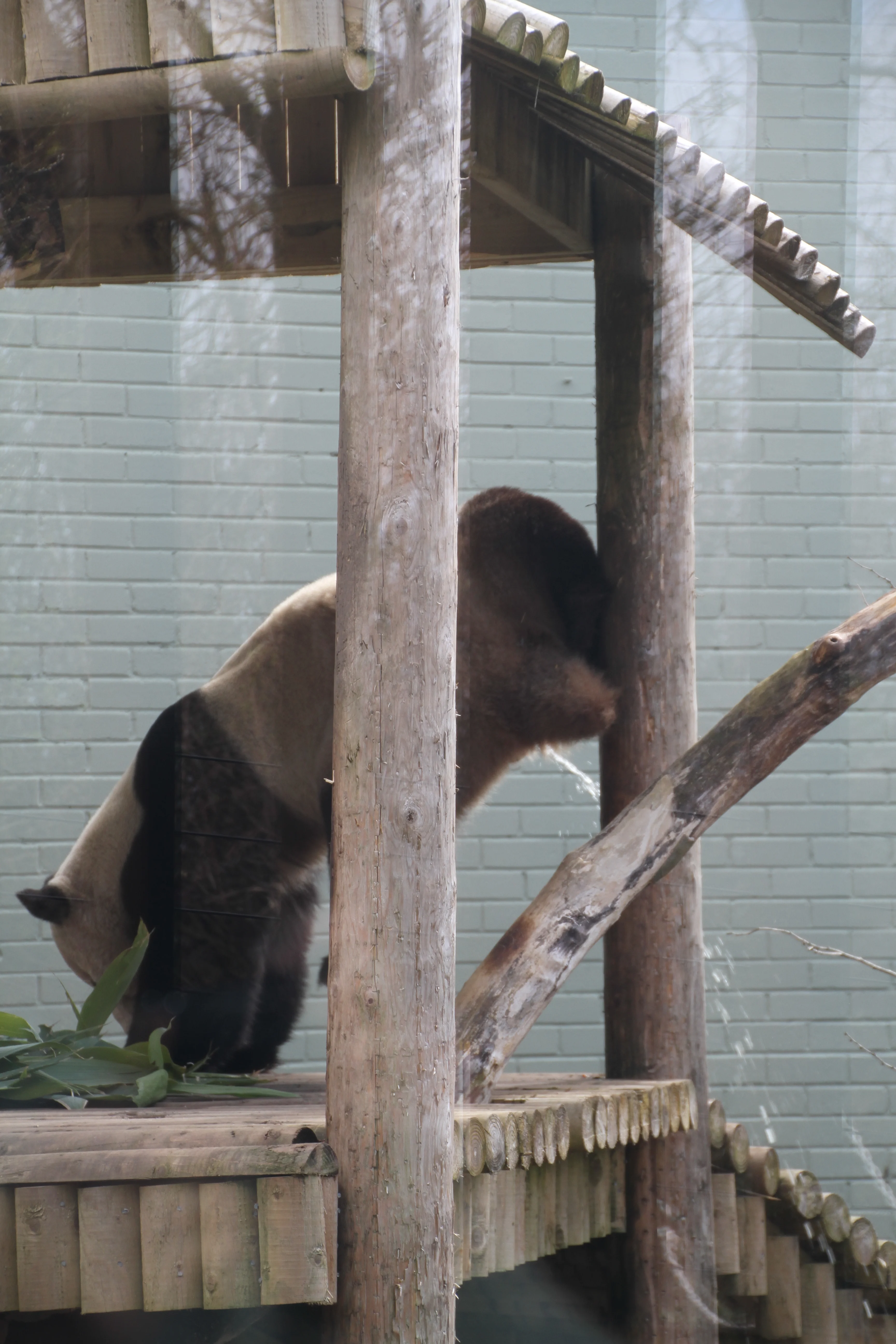RZSS Edinburgh Zoo