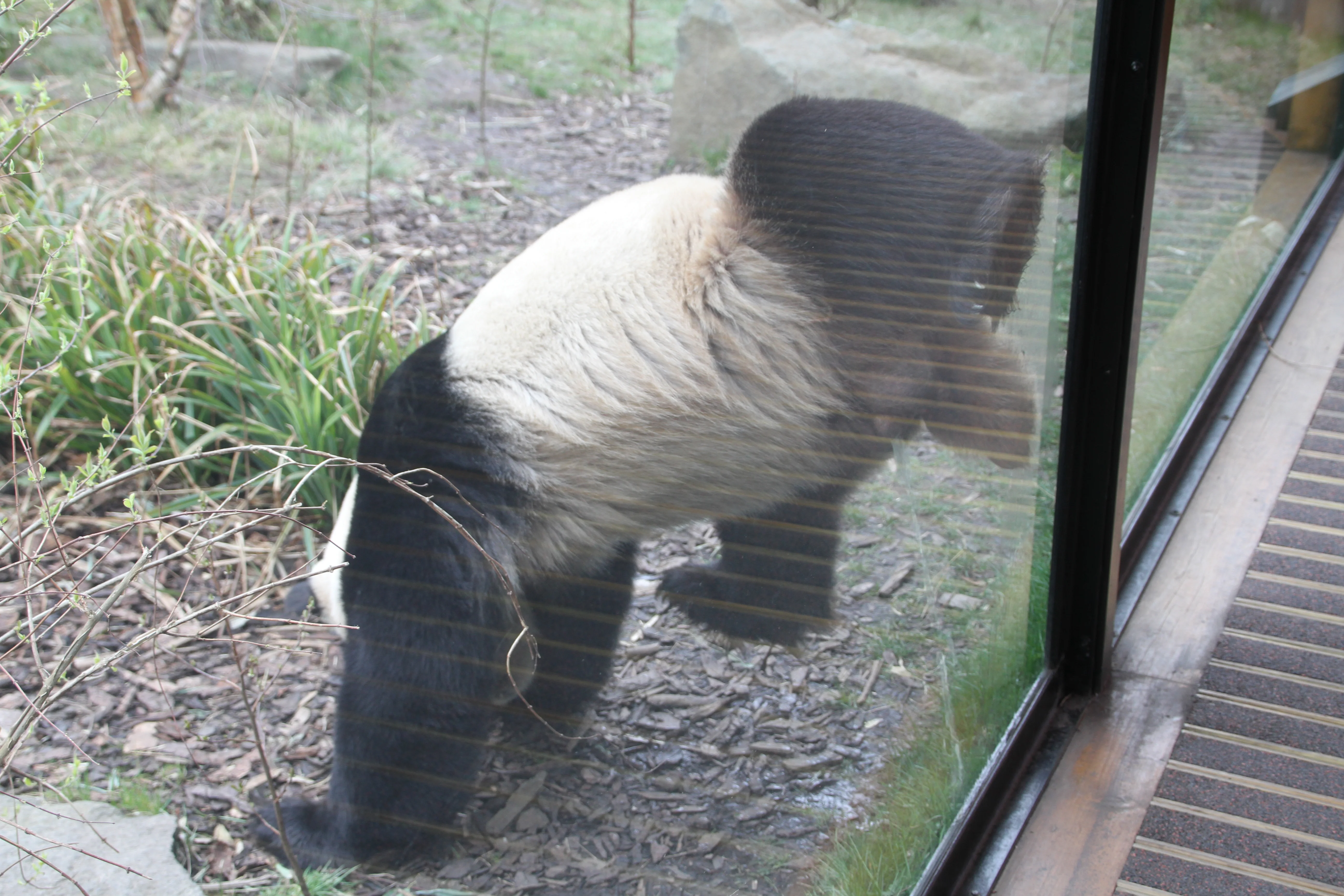 RZSS Edinburgh Zoo