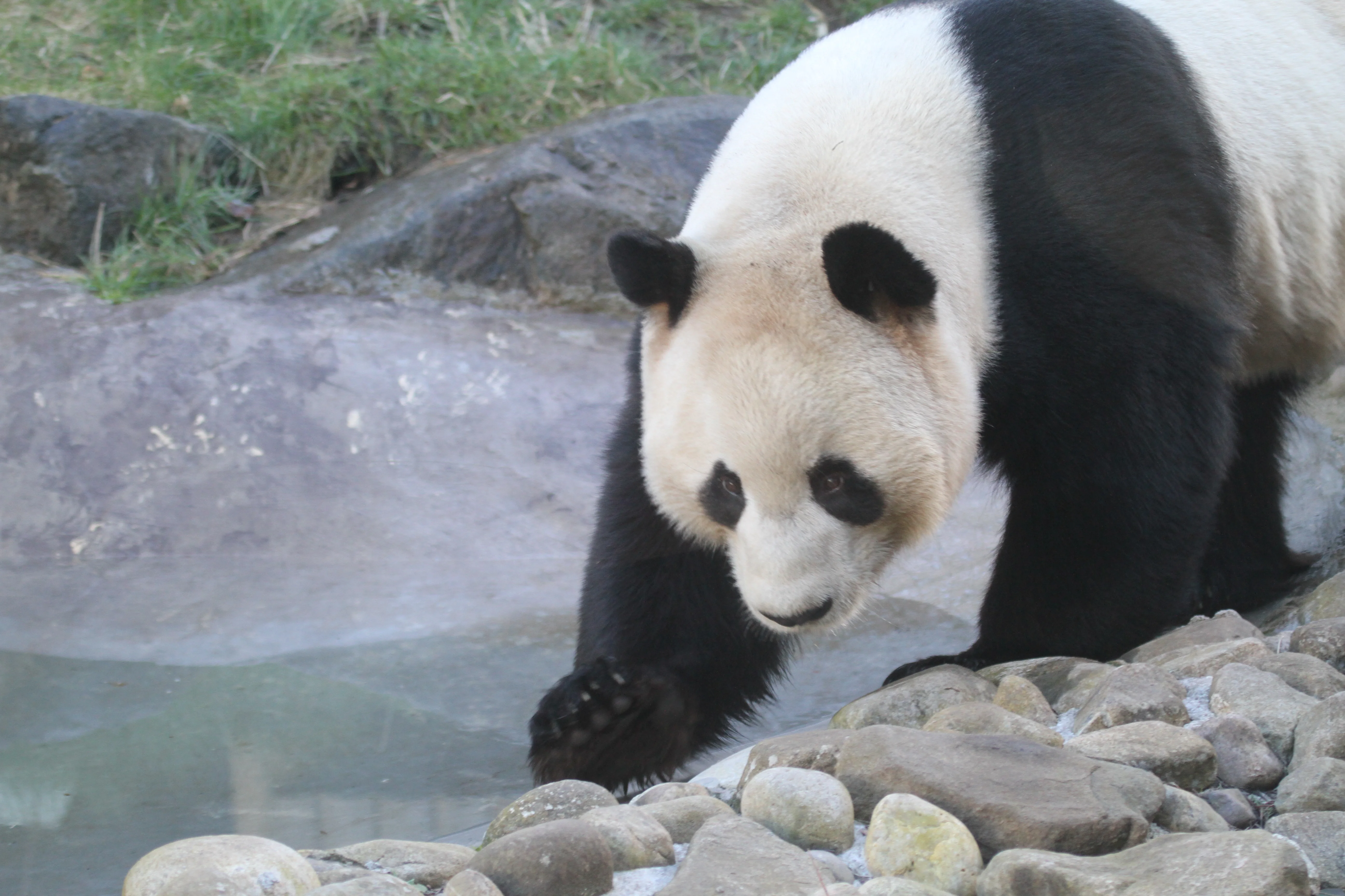 RZSS Edinburgh Zoo