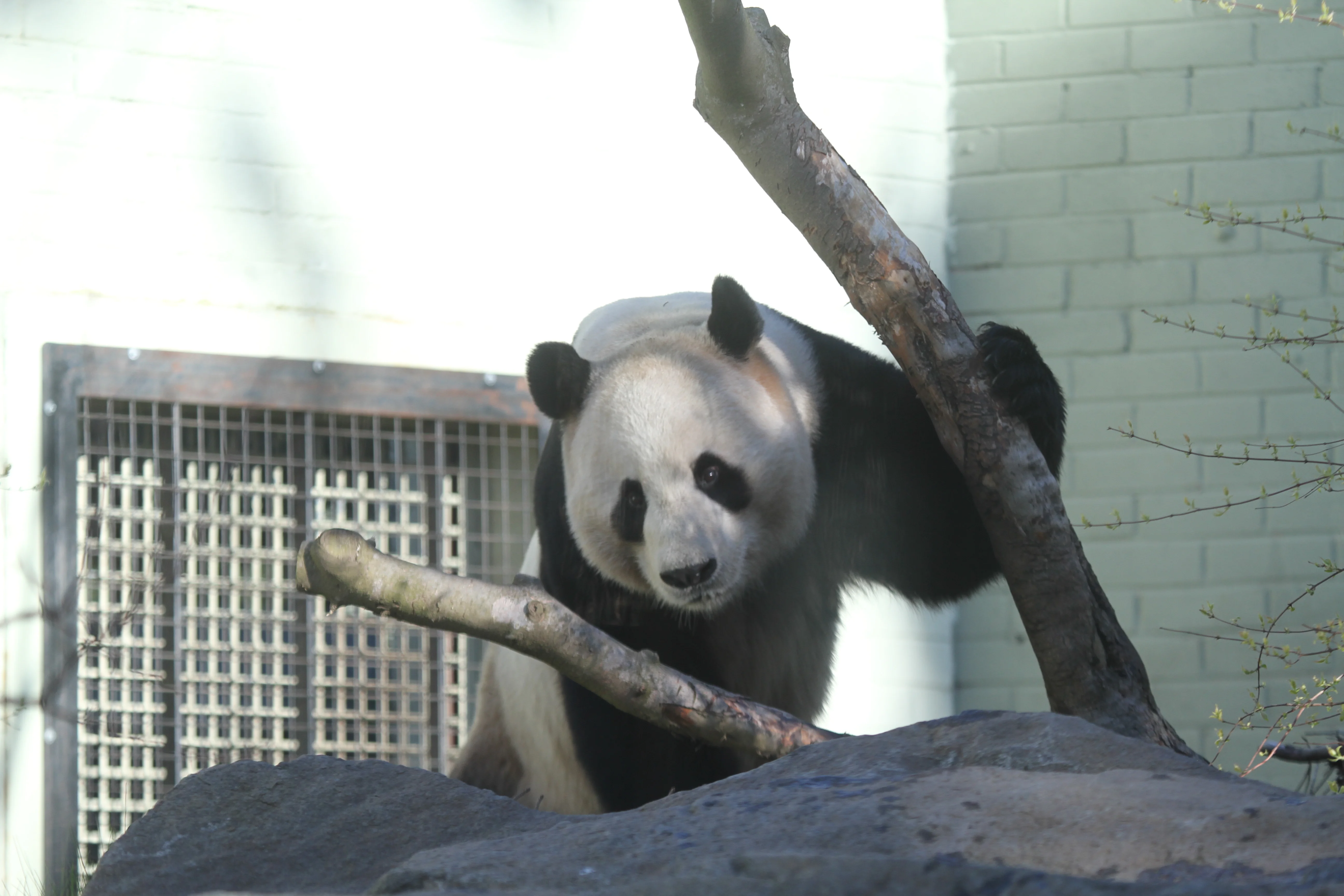 RZSS Edinburgh Zoo