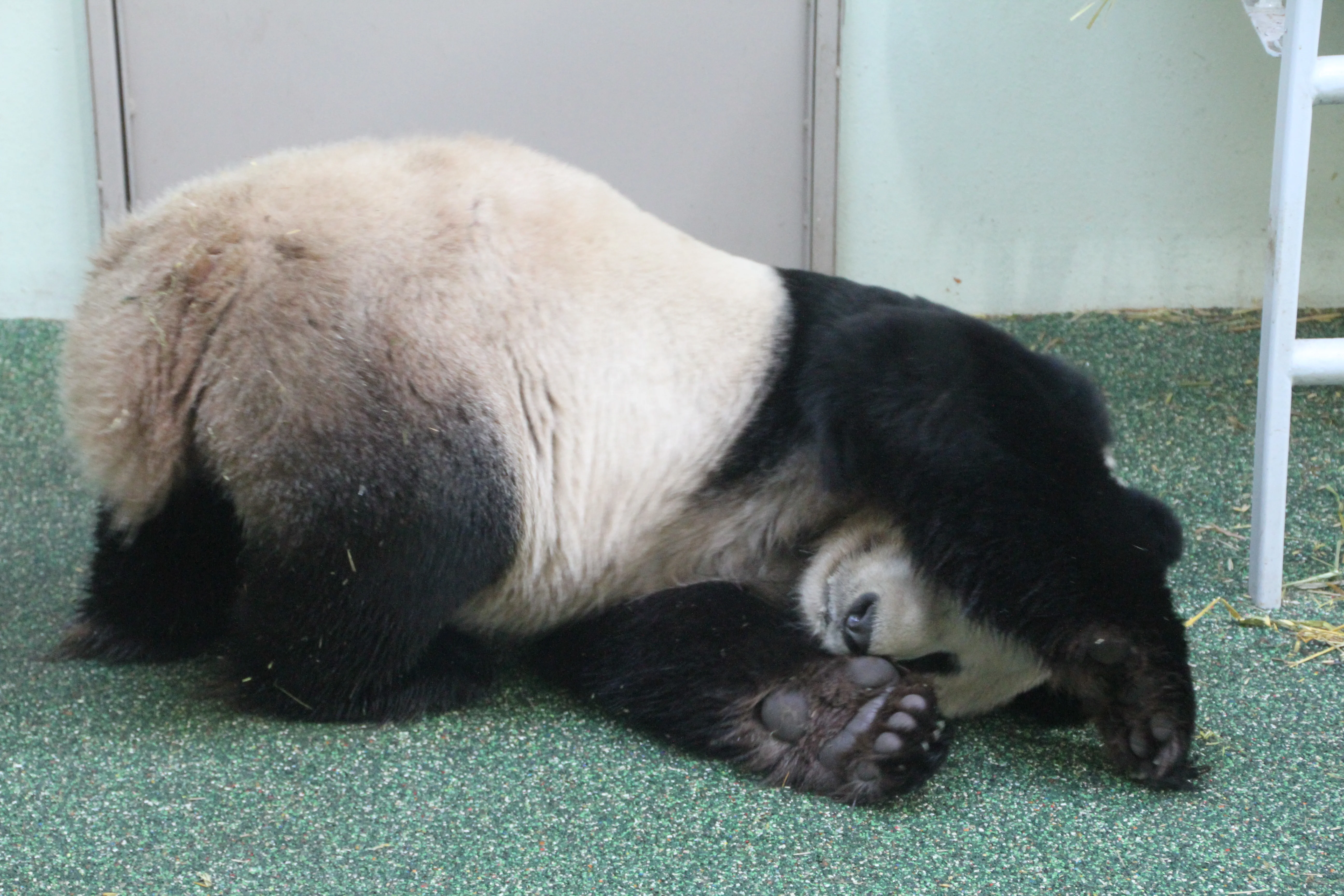 RZSS Edinburgh Zoo