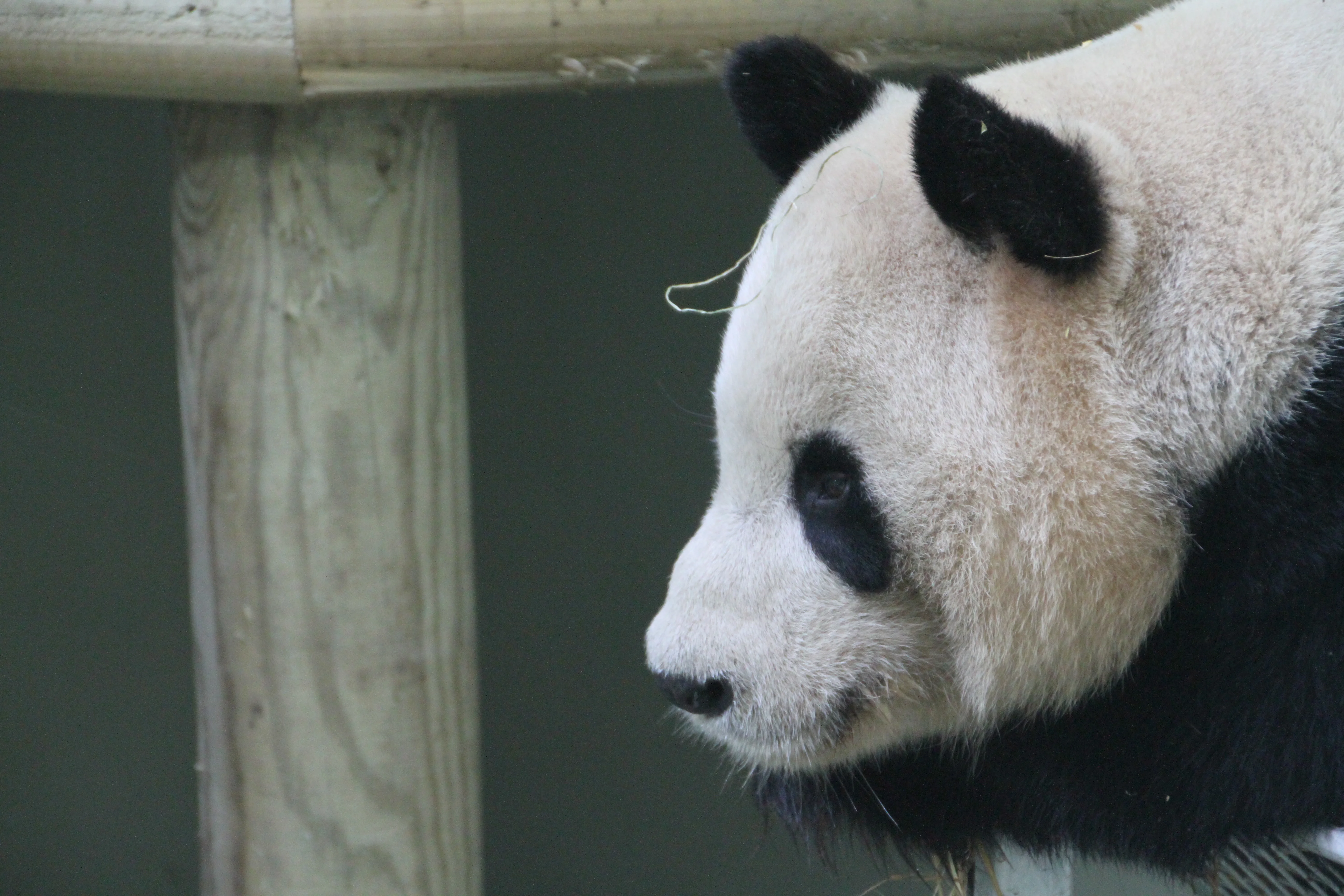 RZSS Edinburgh Zoo