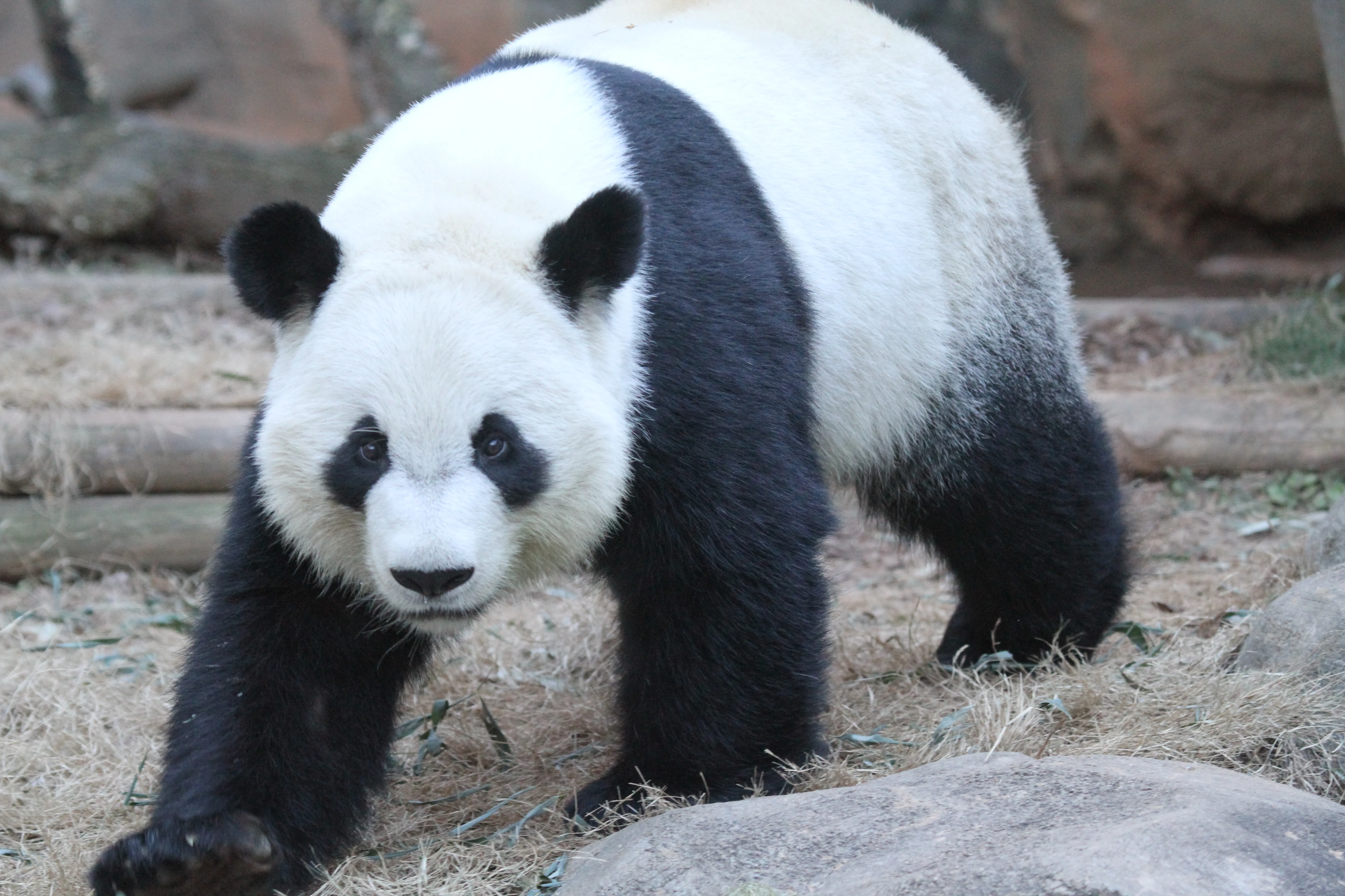 Zoo Atlanta