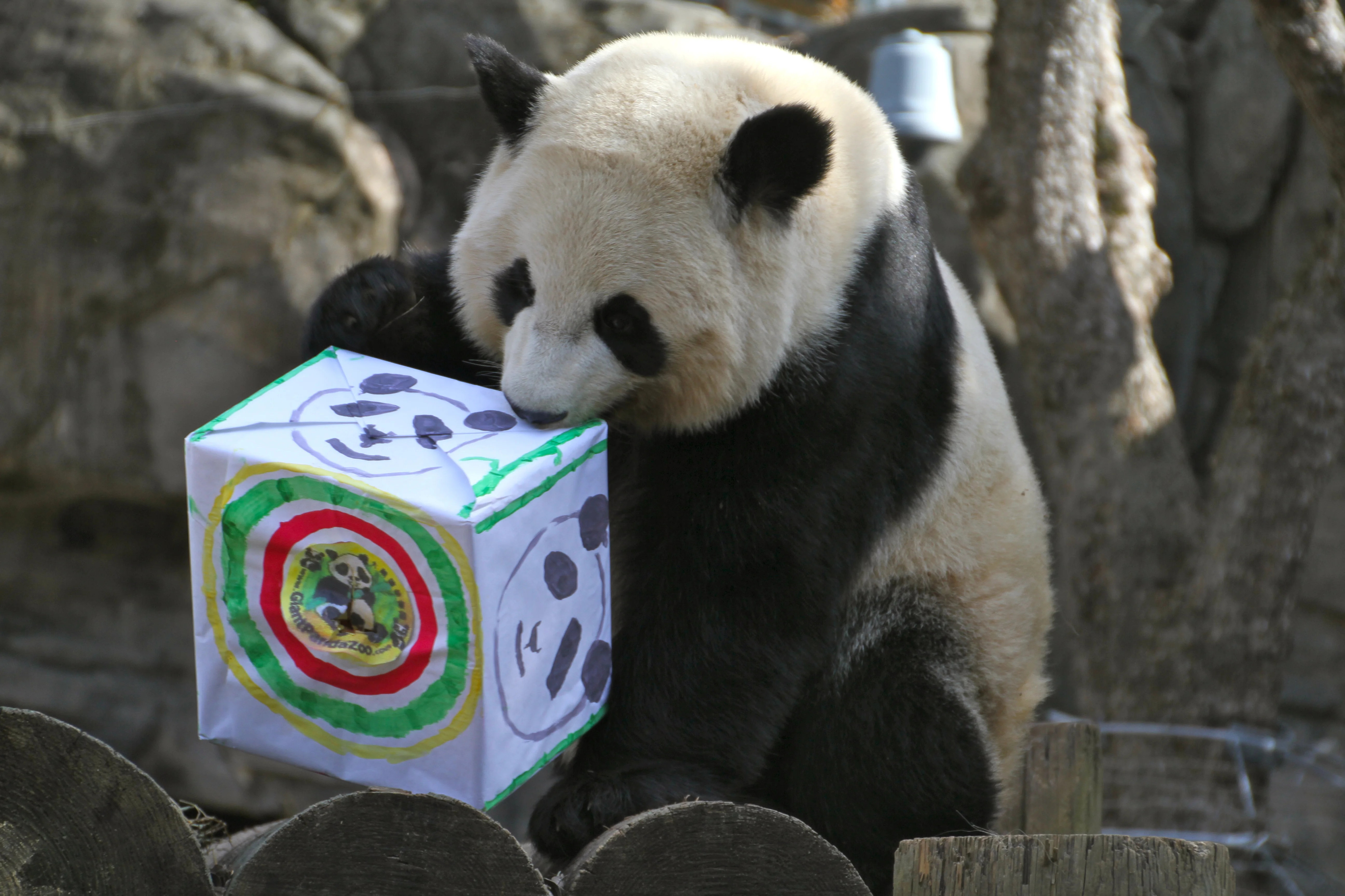 Giant Panda Zoo Awards 2013 Ceremony