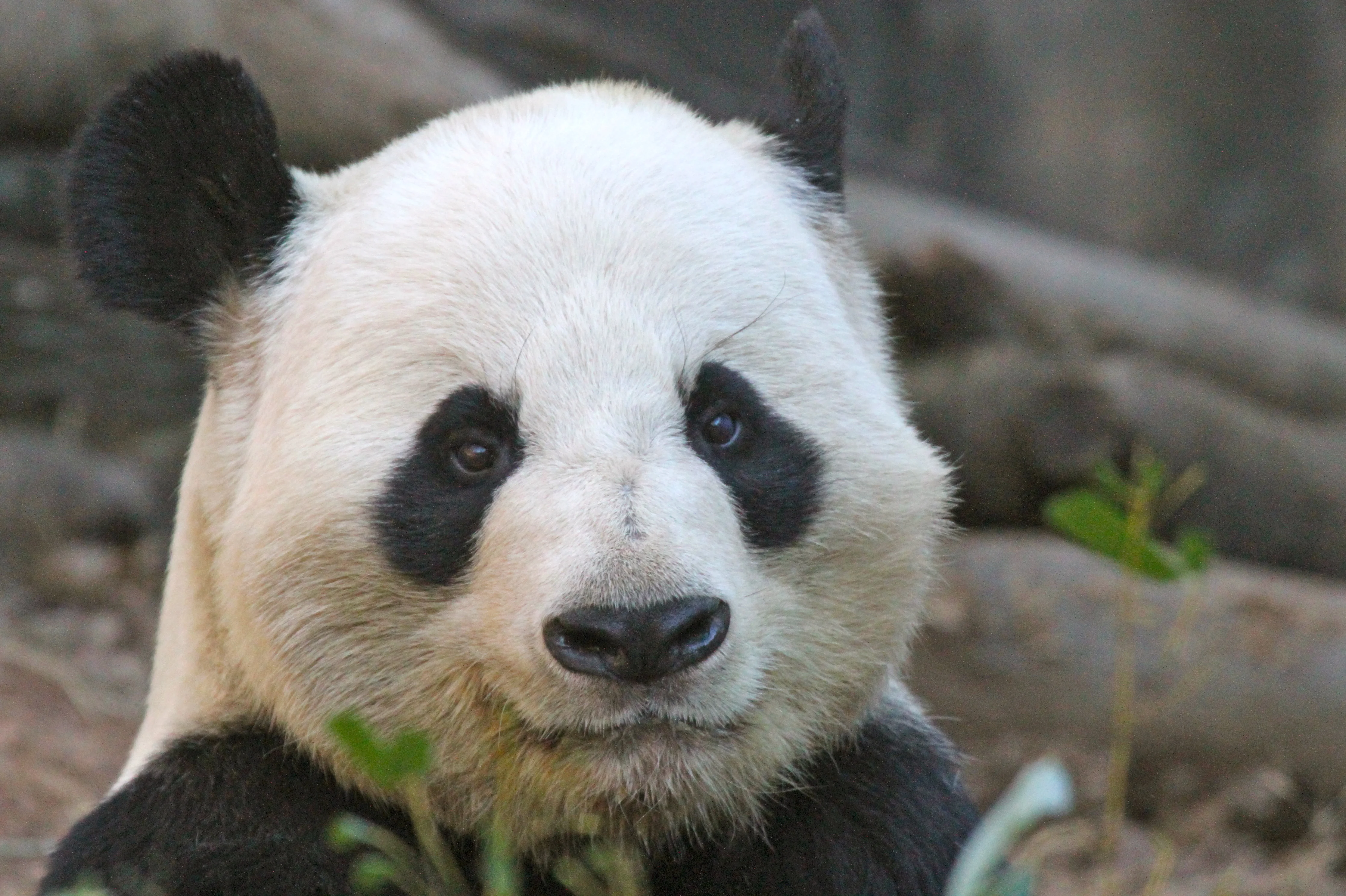 Giant Panda Zoo Awards 2013 Ceremony