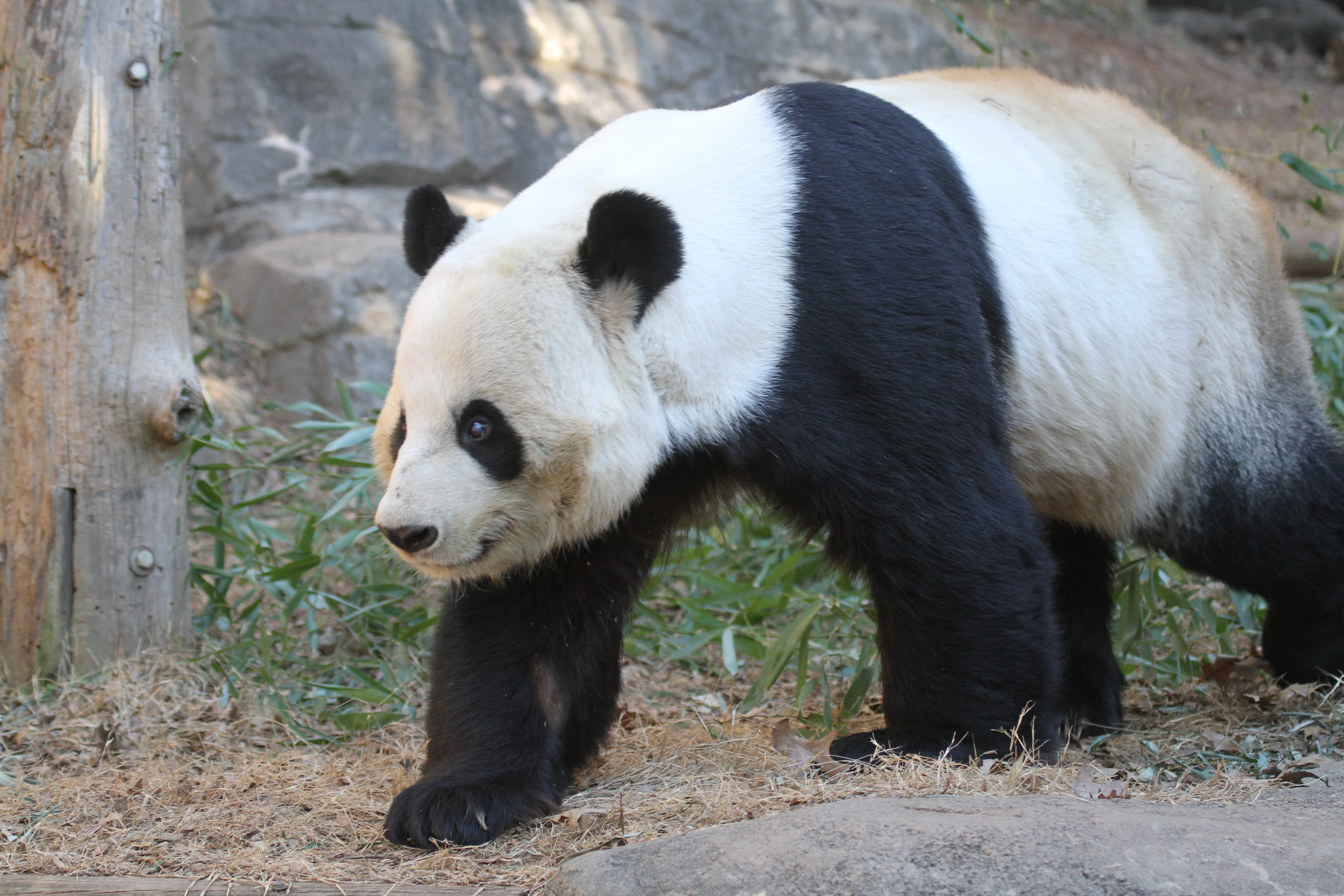 Giant Panda Zoo Awards 2013 Ceremony