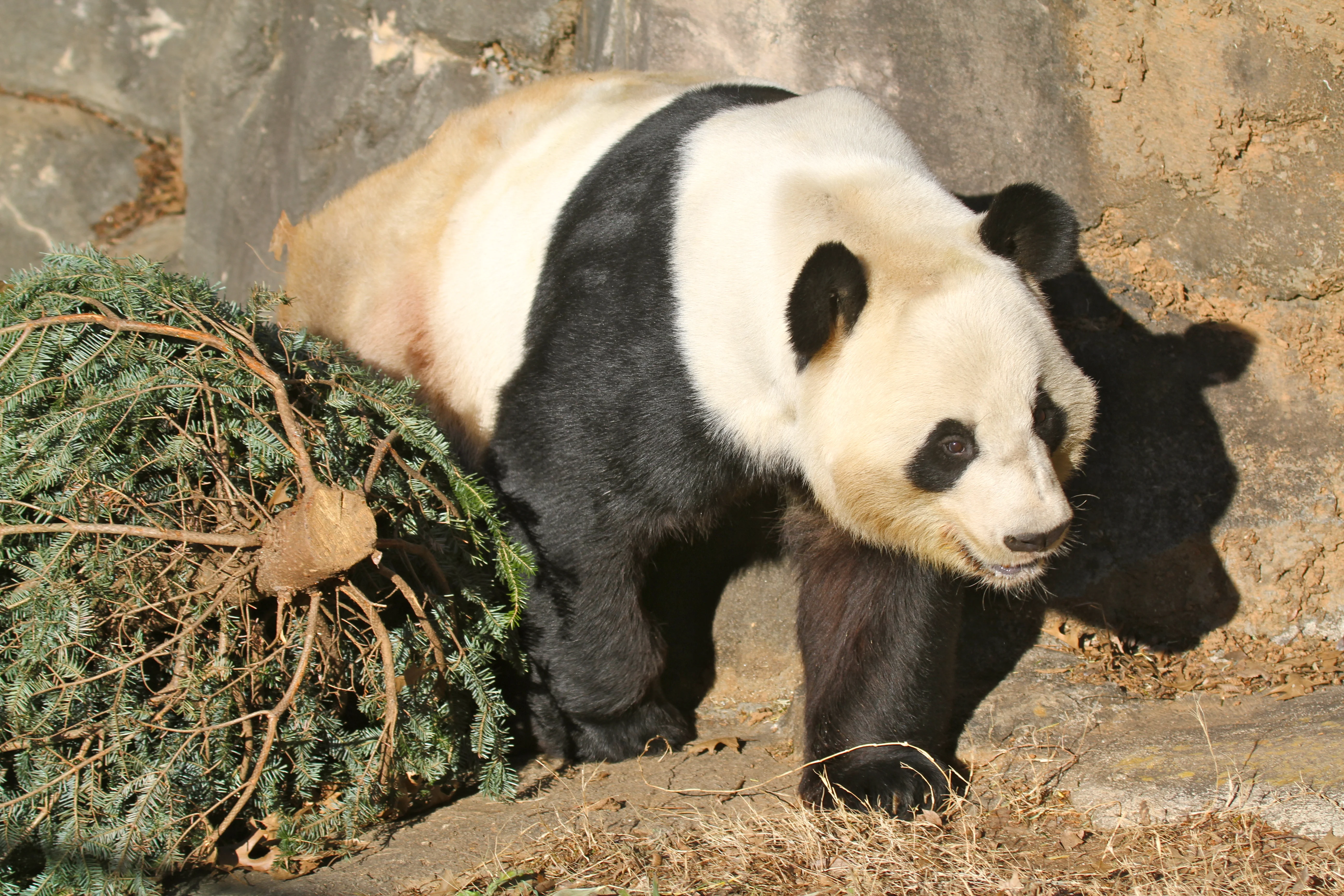 Giant Panda Zoo Awards 2013 Ceremony