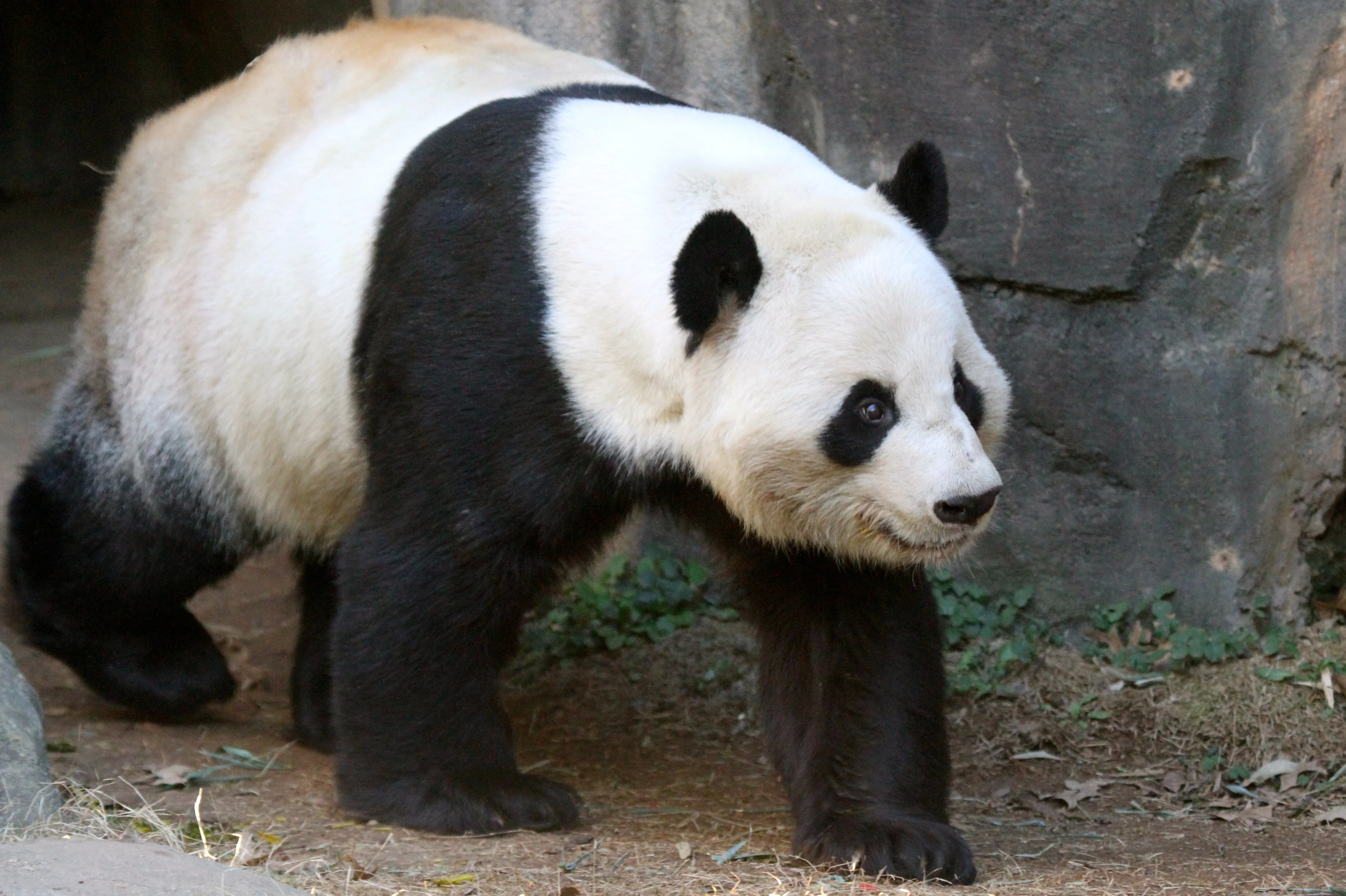 Giant Panda Zoo Awards 2013 Ceremony
