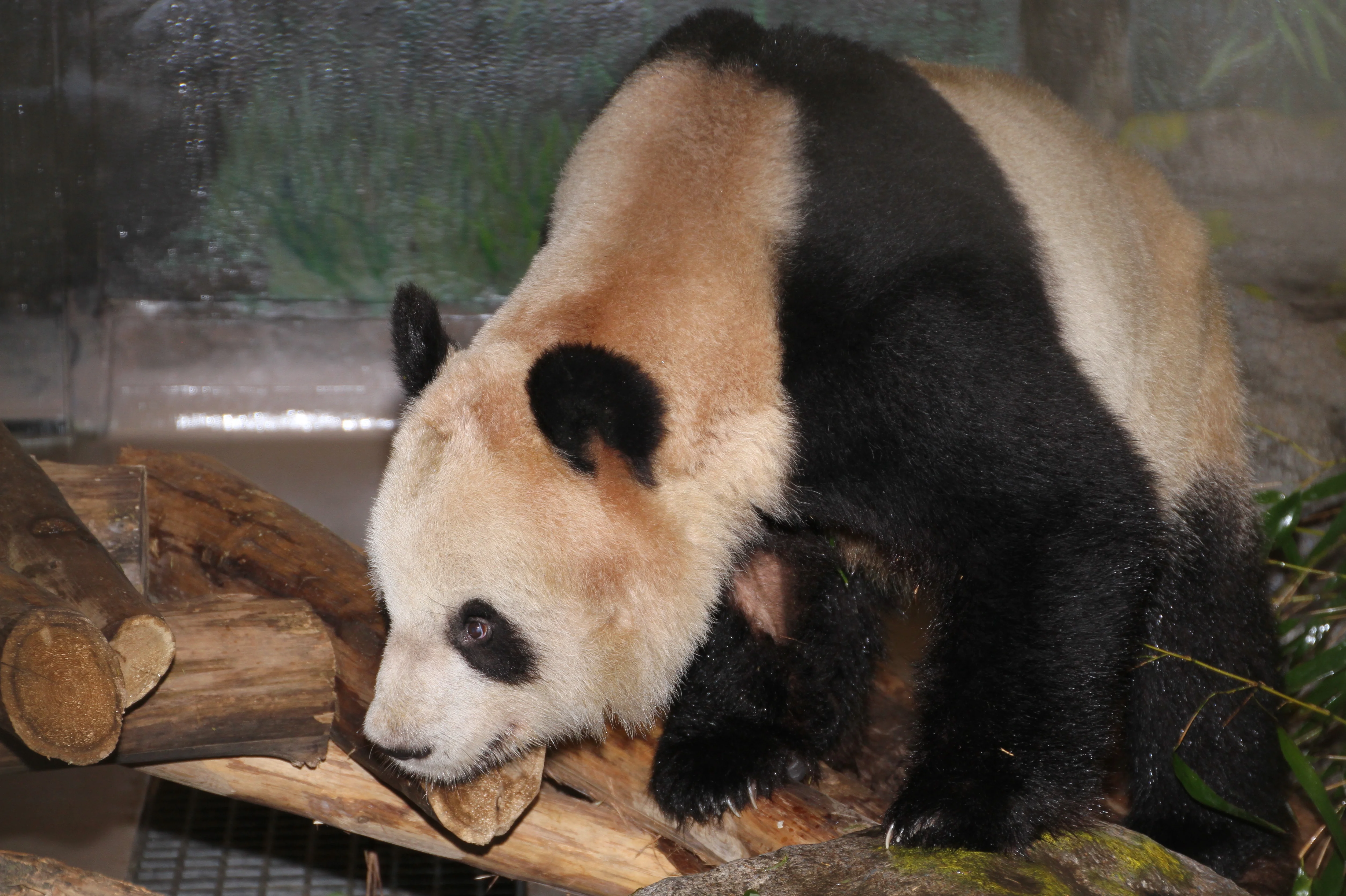 Toronto Zoo