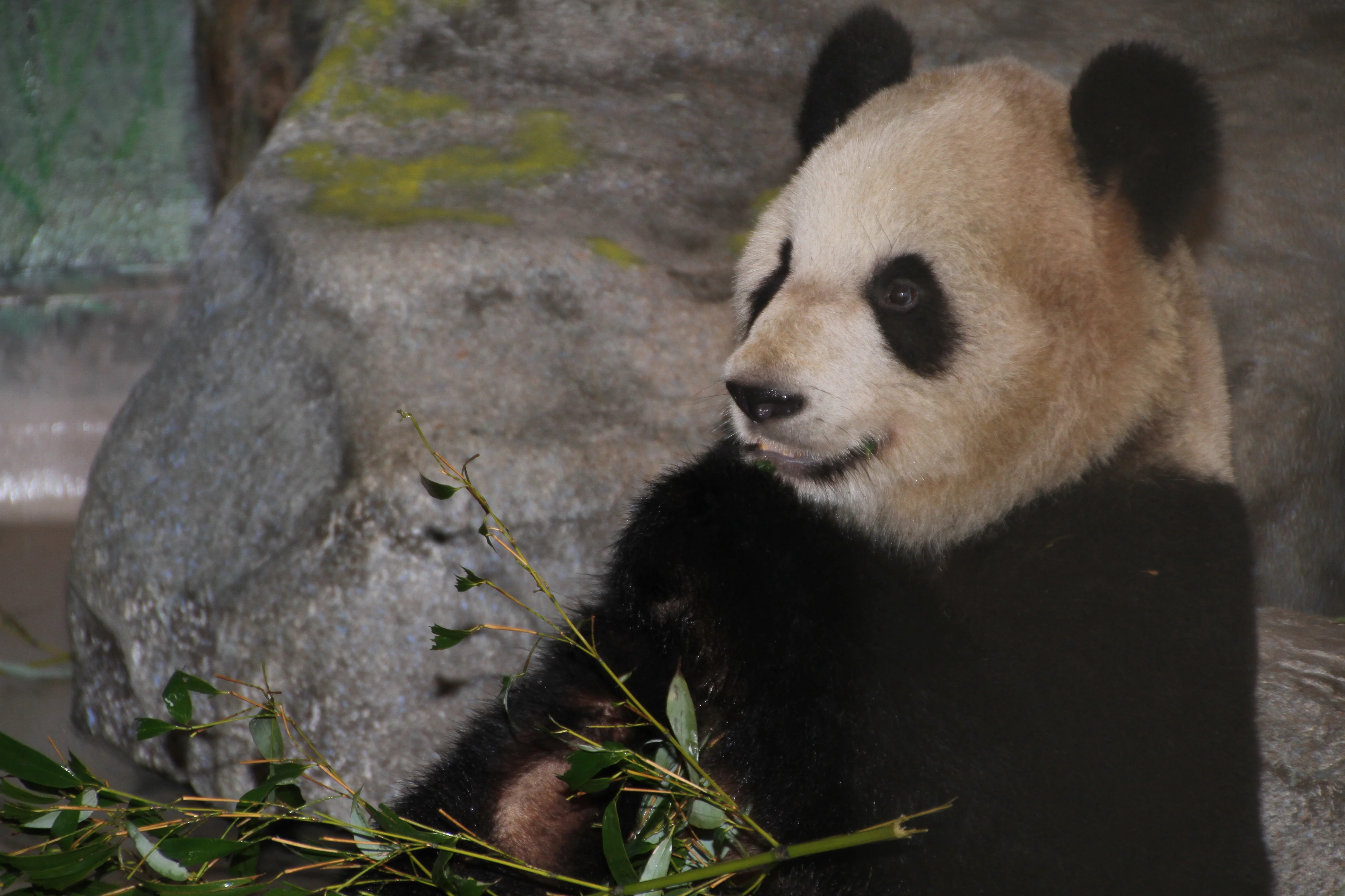 Toronto Zoo