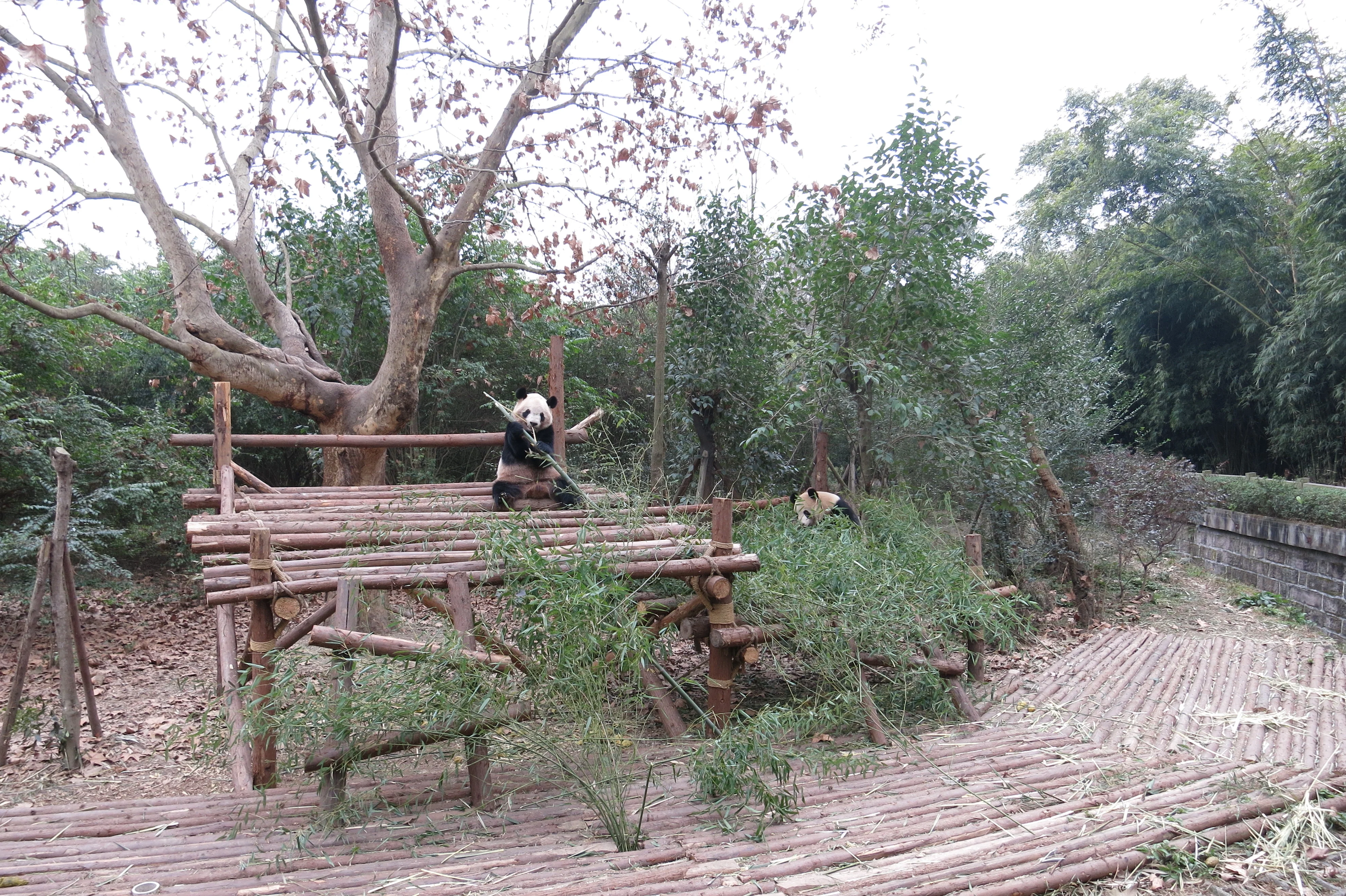 Chengdu Research Base of Giant Panda Breeding