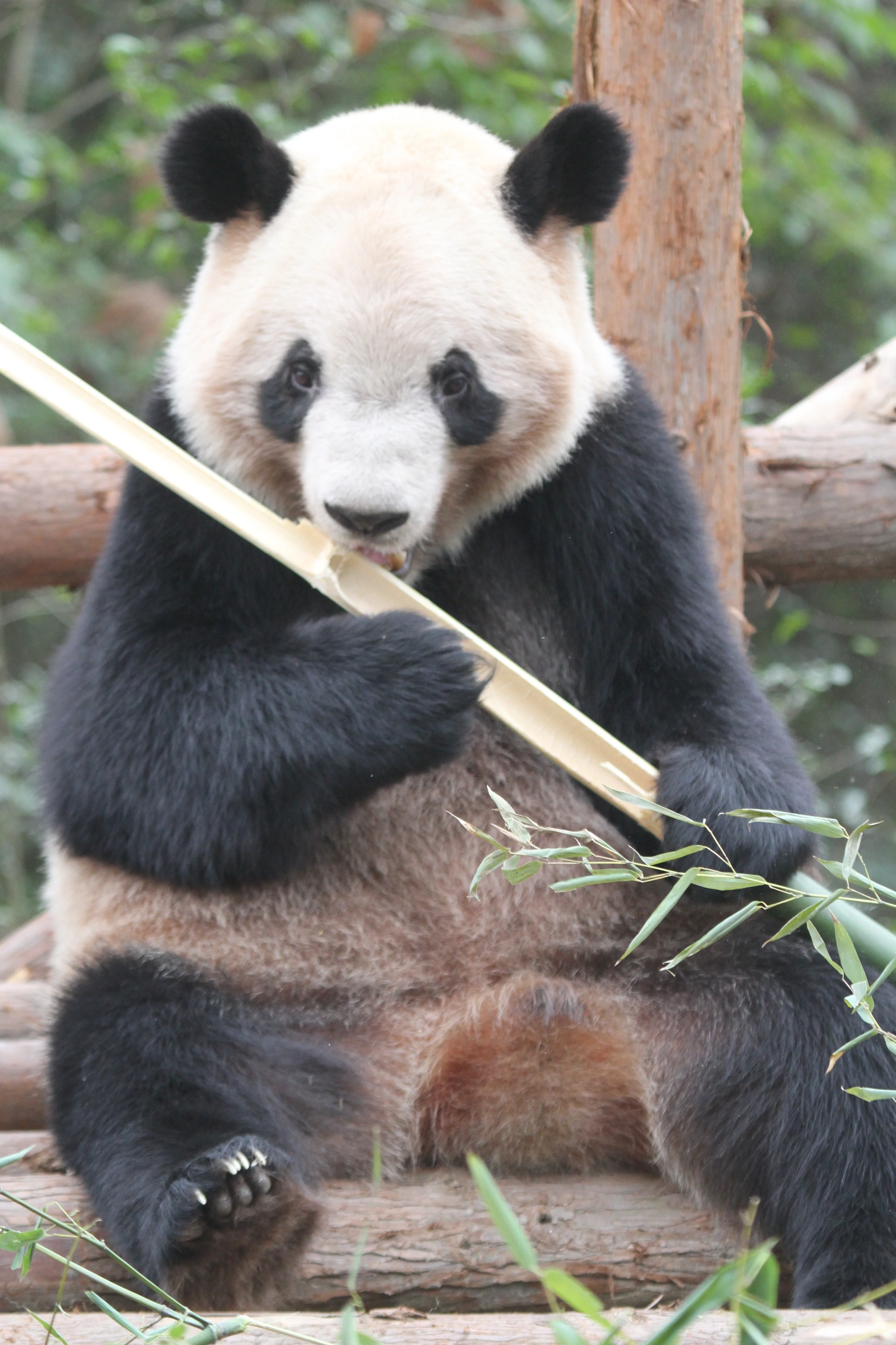Chengdu Research Base of Giant Panda Breeding