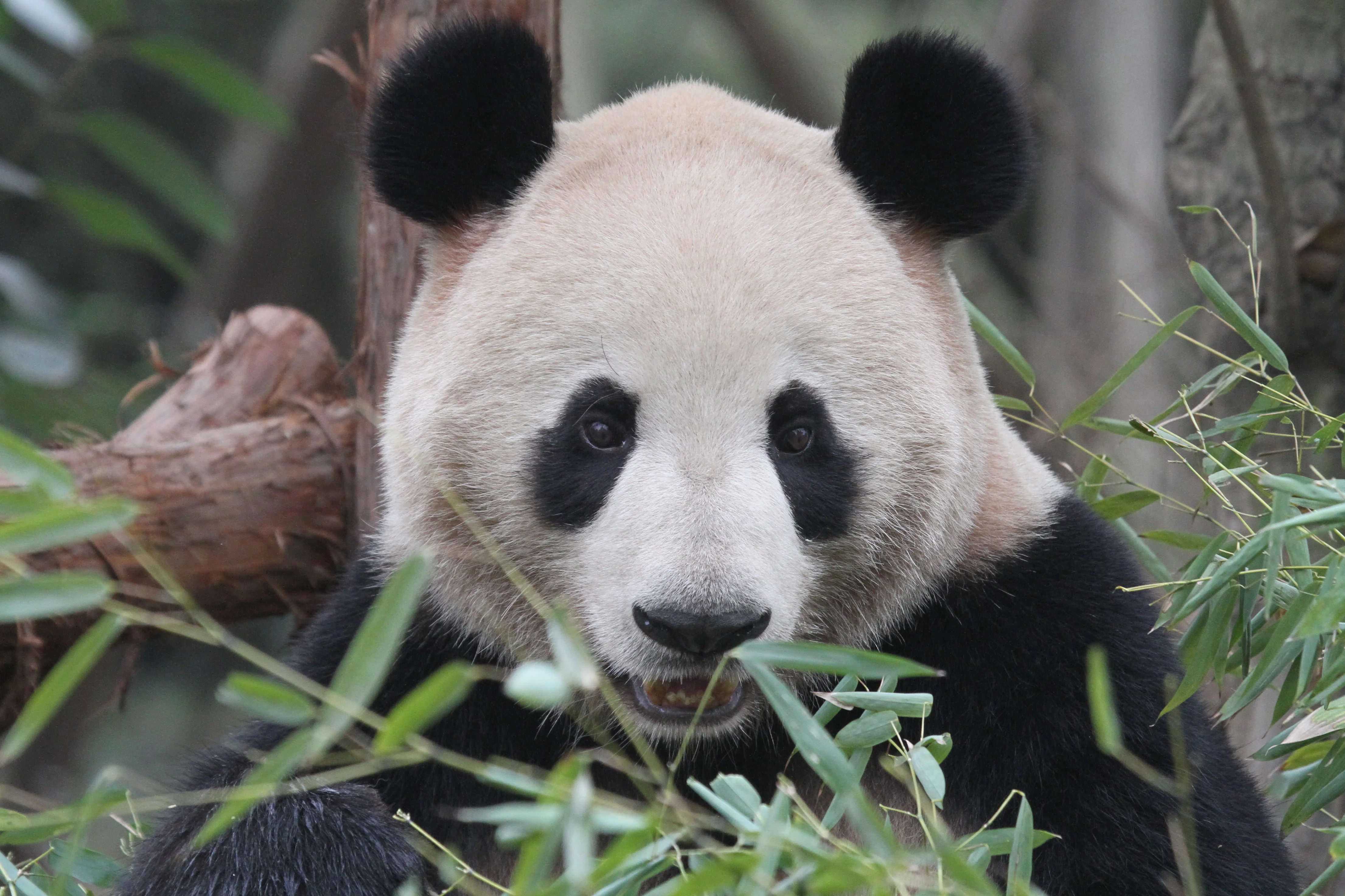 Chengdu Research Base of Giant Panda Breeding