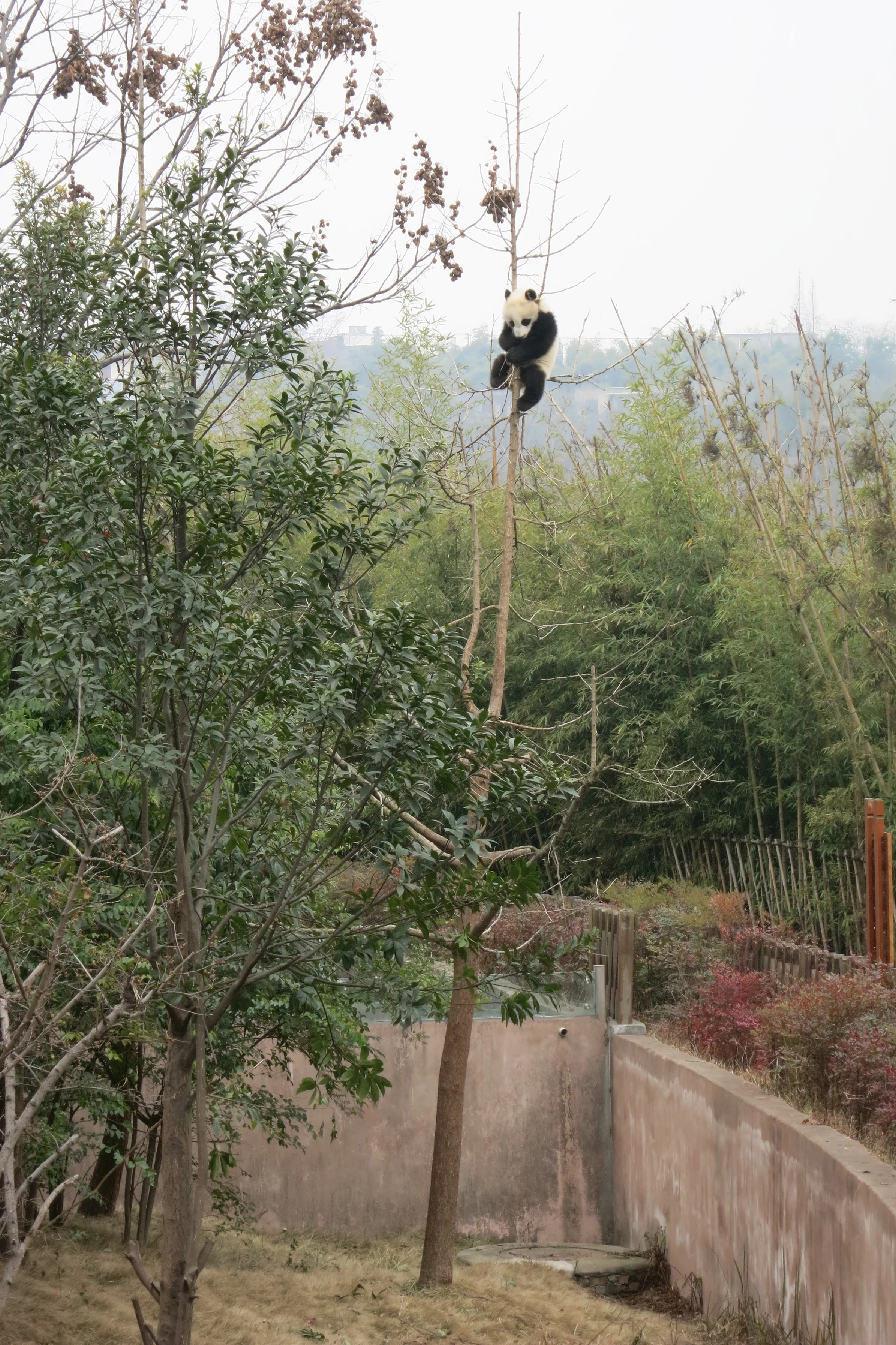 Chengdu Research Base of Giant Panda Breeding