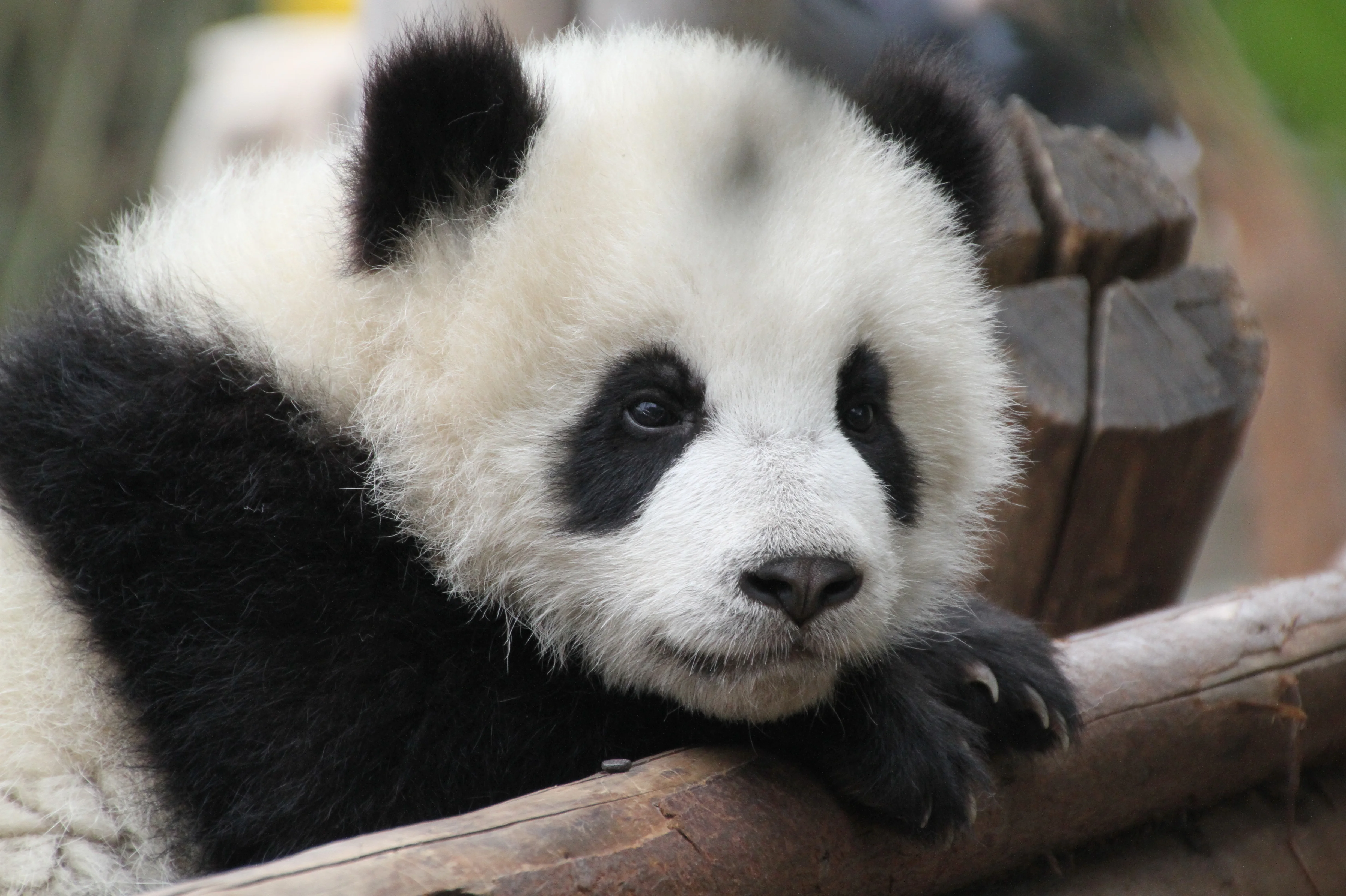 Chengdu Research Base of Giant Panda Breeding