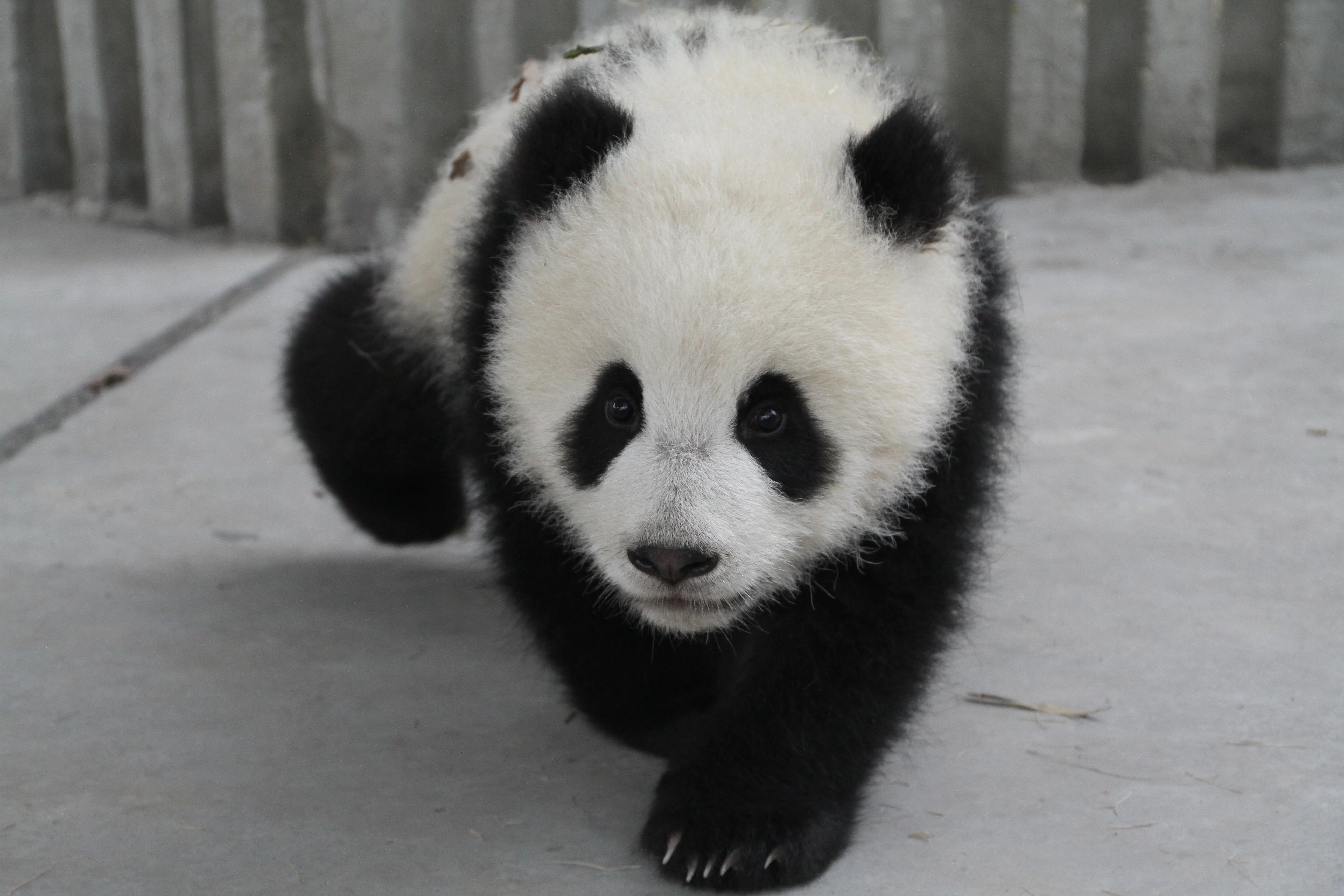 Chengdu Research Base of Giant Panda Breeding