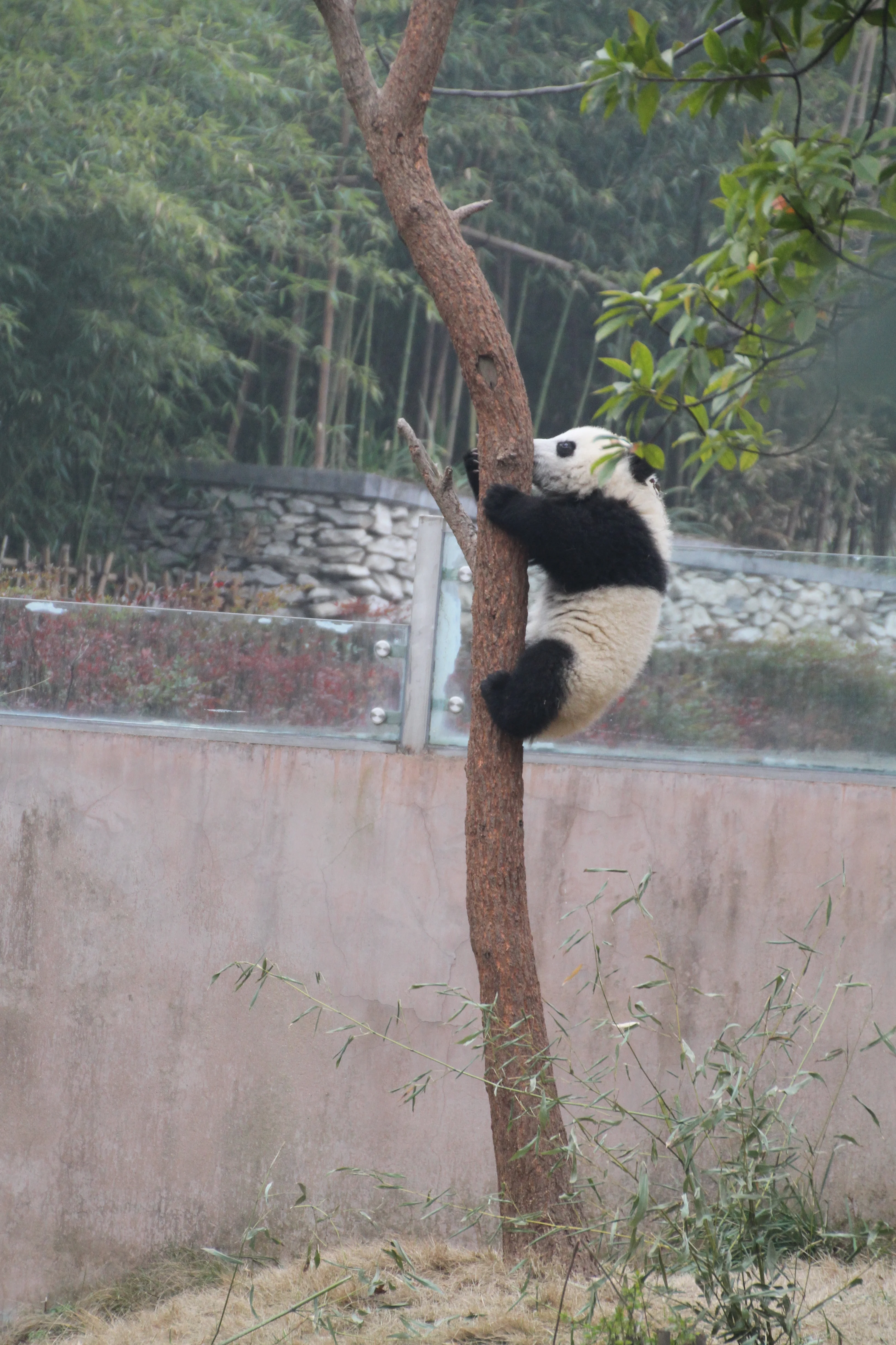 Chengdu Research Base of Giant Panda Breeding