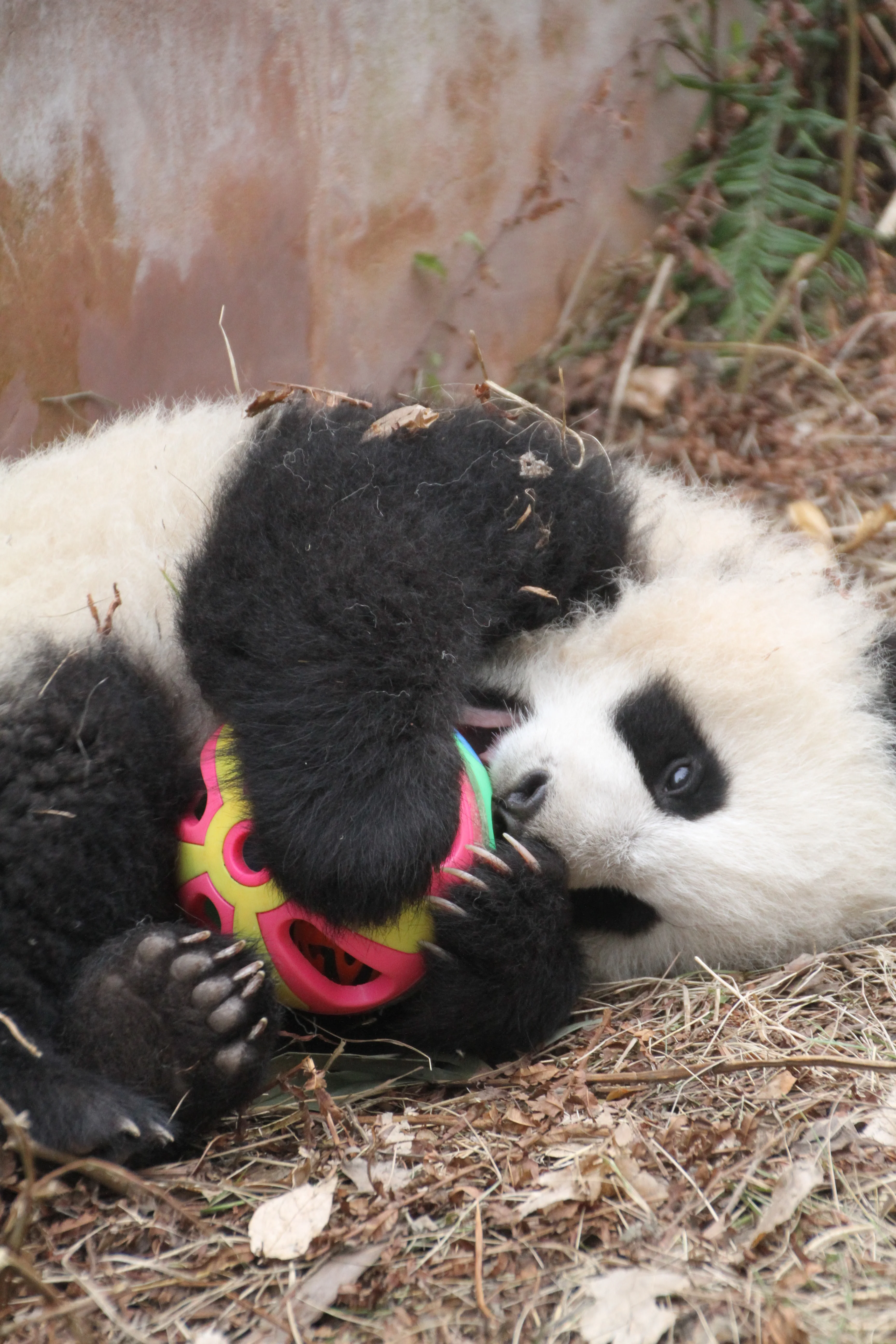 Chengdu Research Base of Giant Panda Breeding