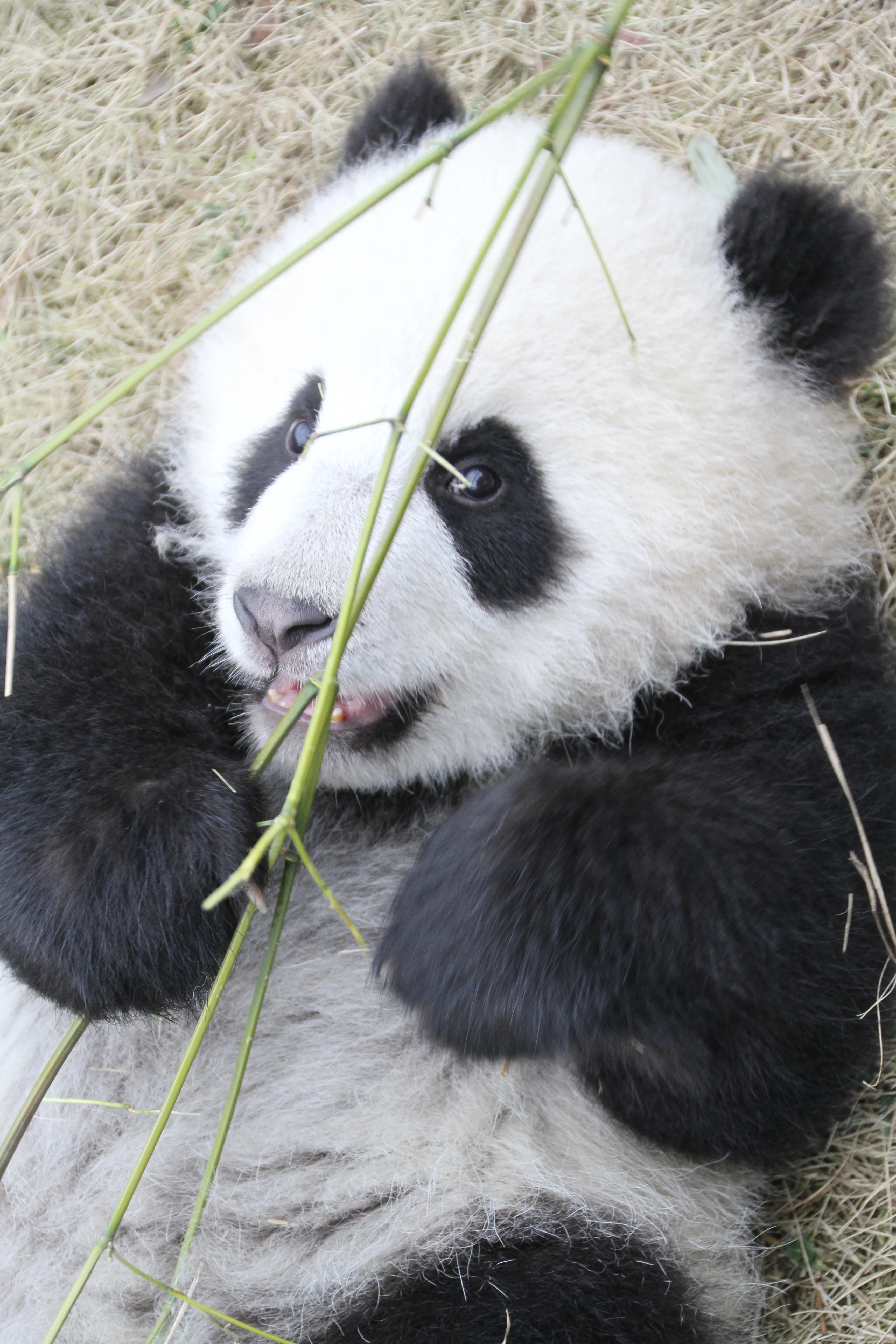 Chengdu Research Base of Giant Panda Breeding
