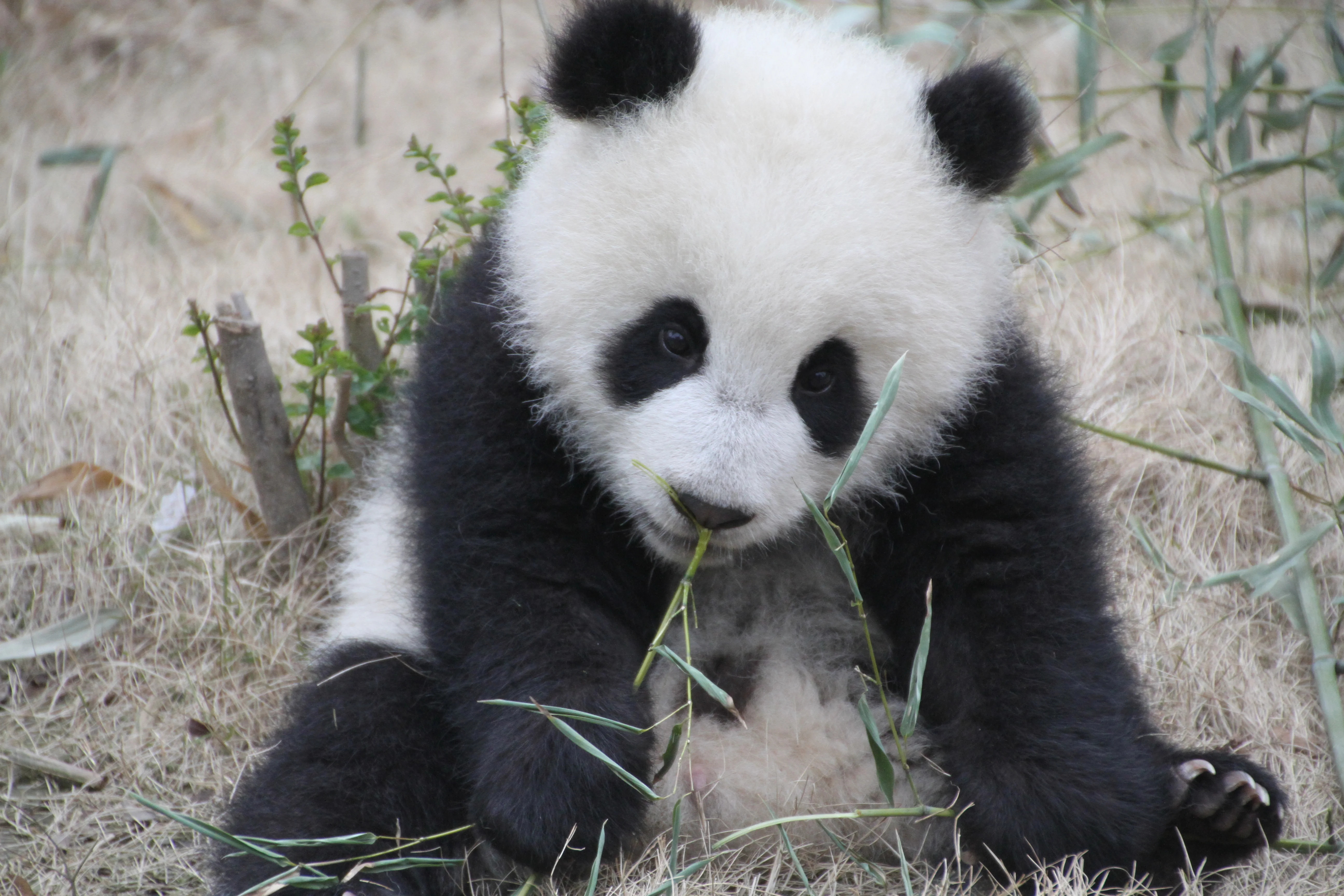 Chengdu Research Base of Giant Panda Breeding