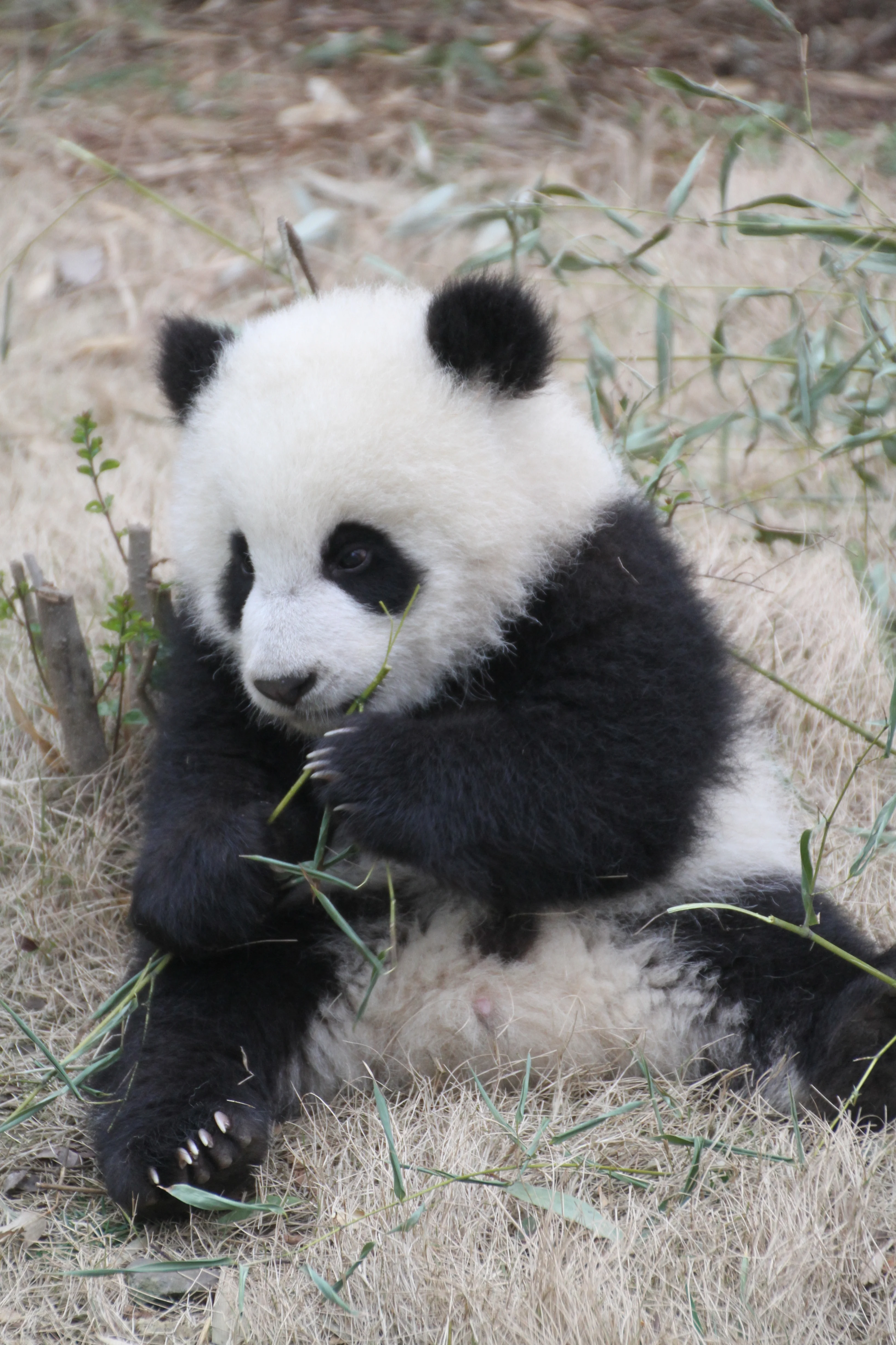 Chengdu Research Base of Giant Panda Breeding