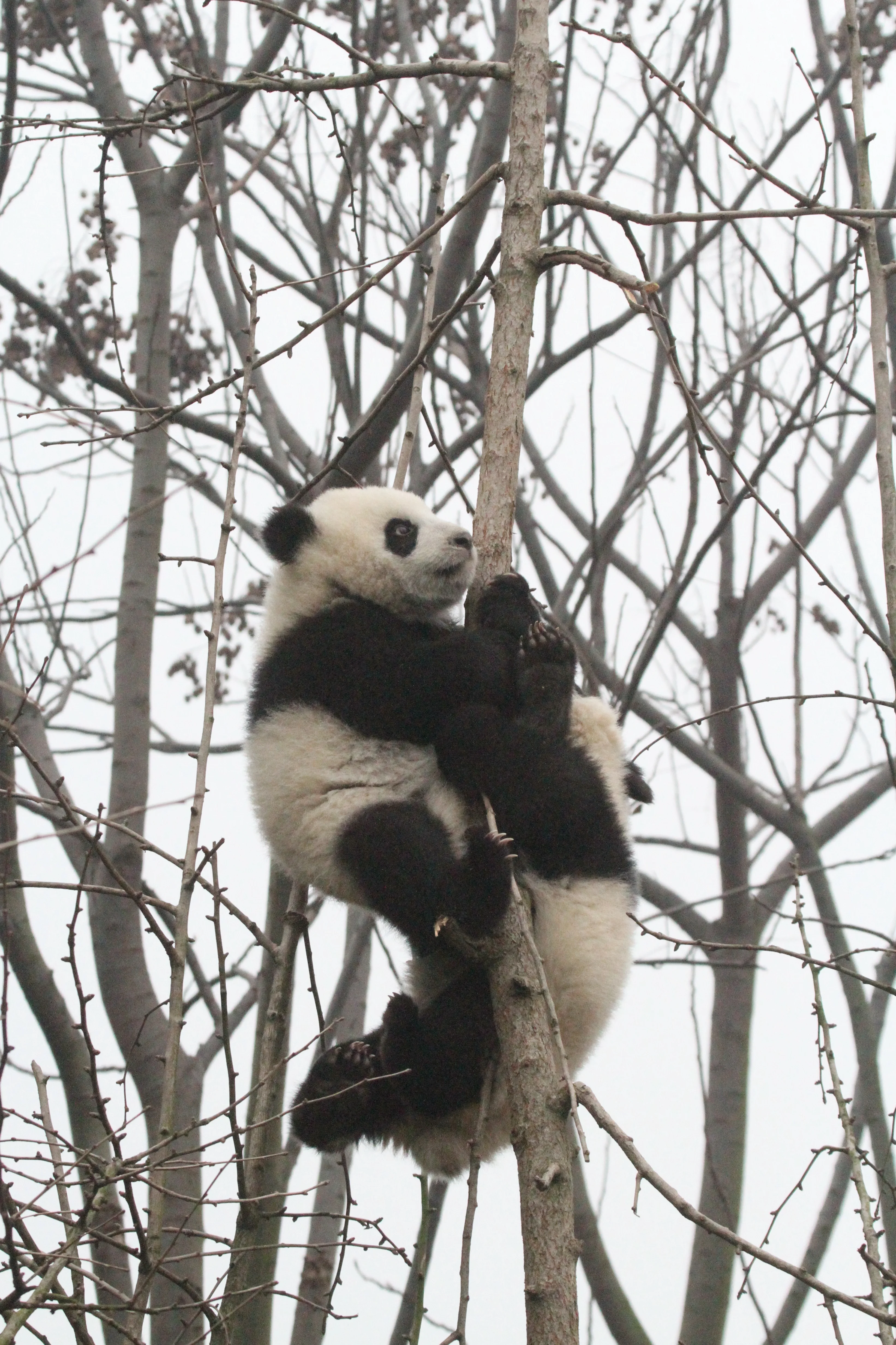 Chengdu Research Base of Giant Panda Breeding