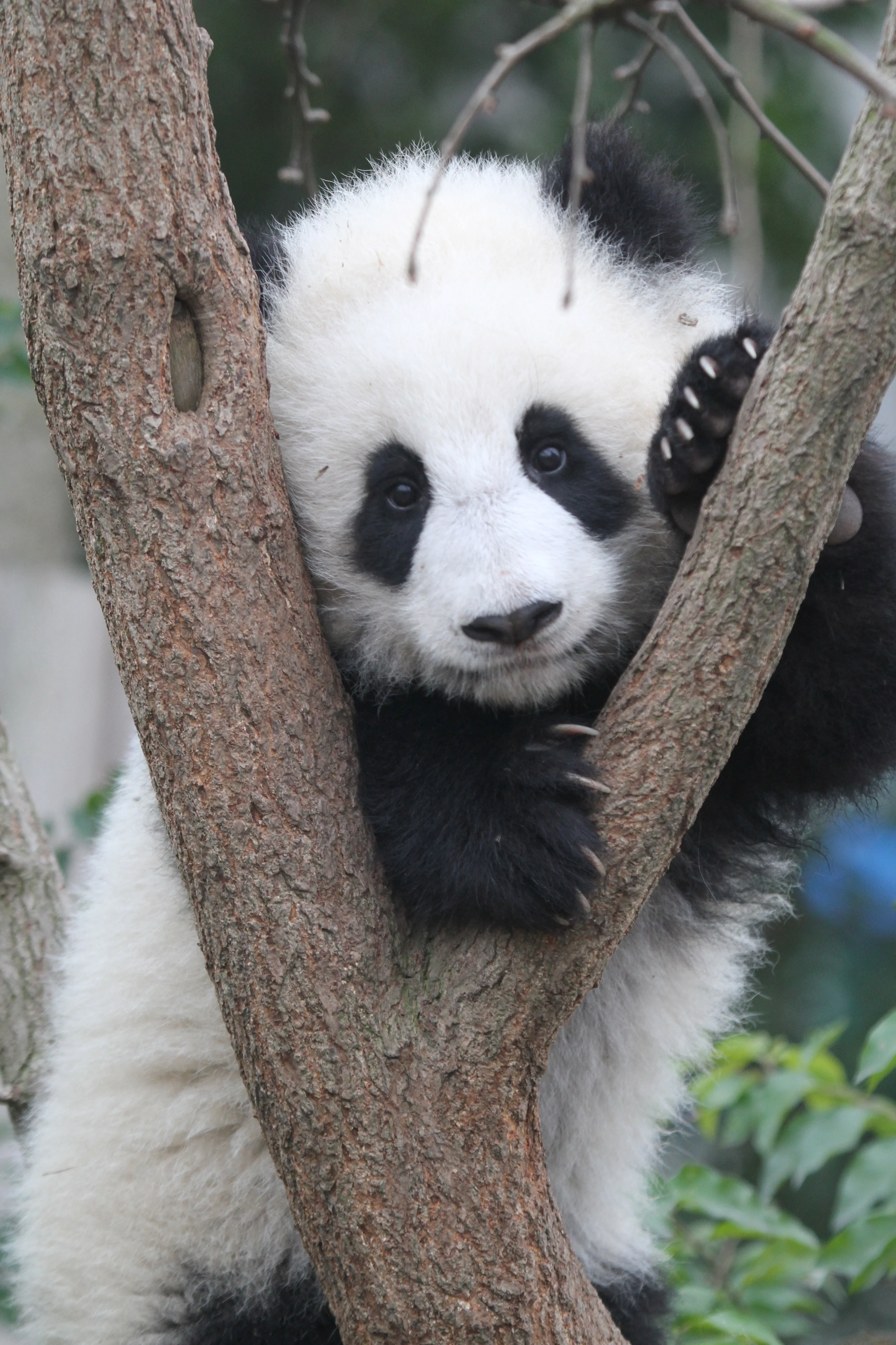 Chengdu Research Base of Giant Panda Breeding