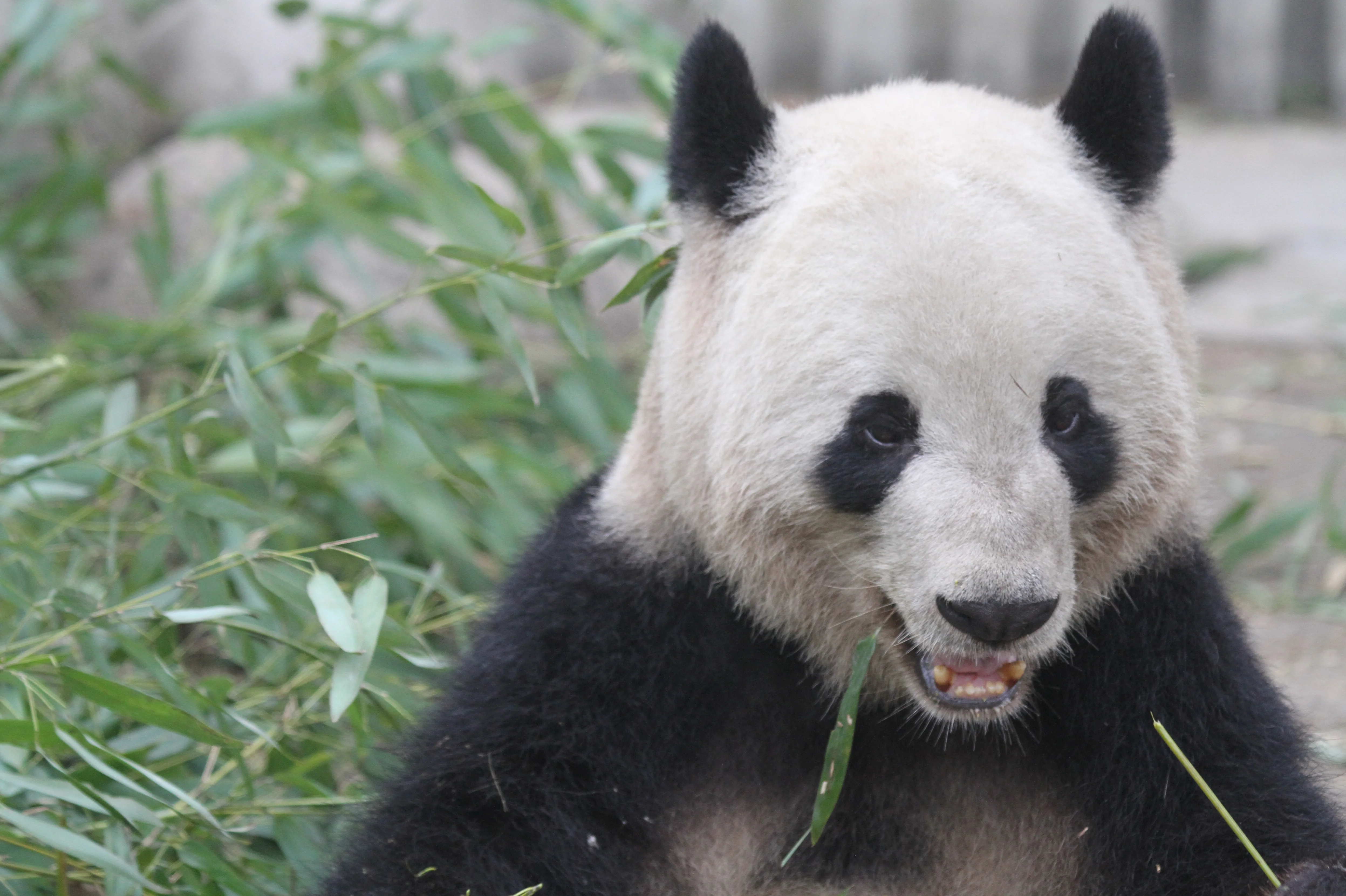 Chengdu Research Base of Giant Panda Breeding