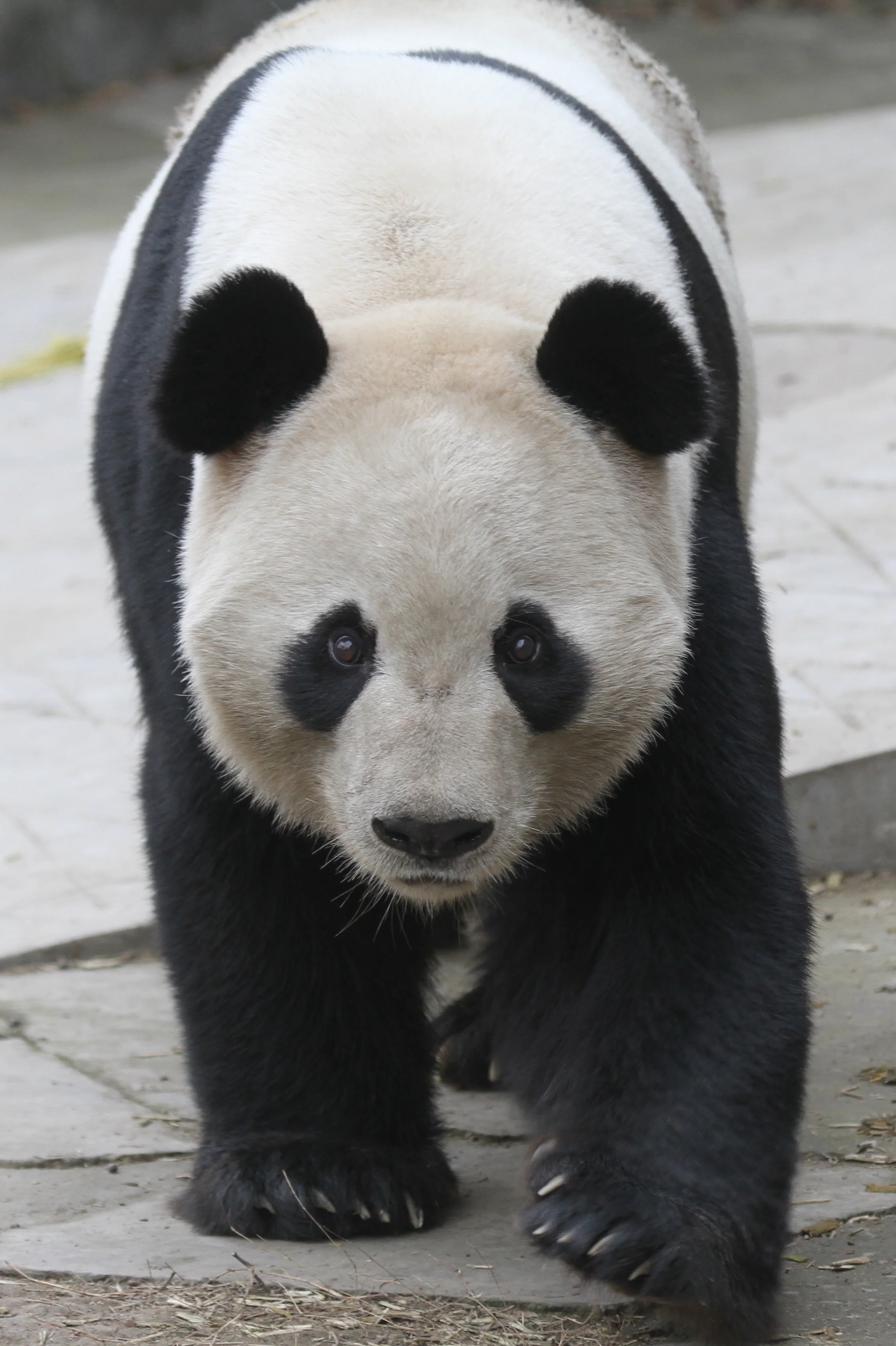 Chengdu Research Base of Giant Panda Breeding