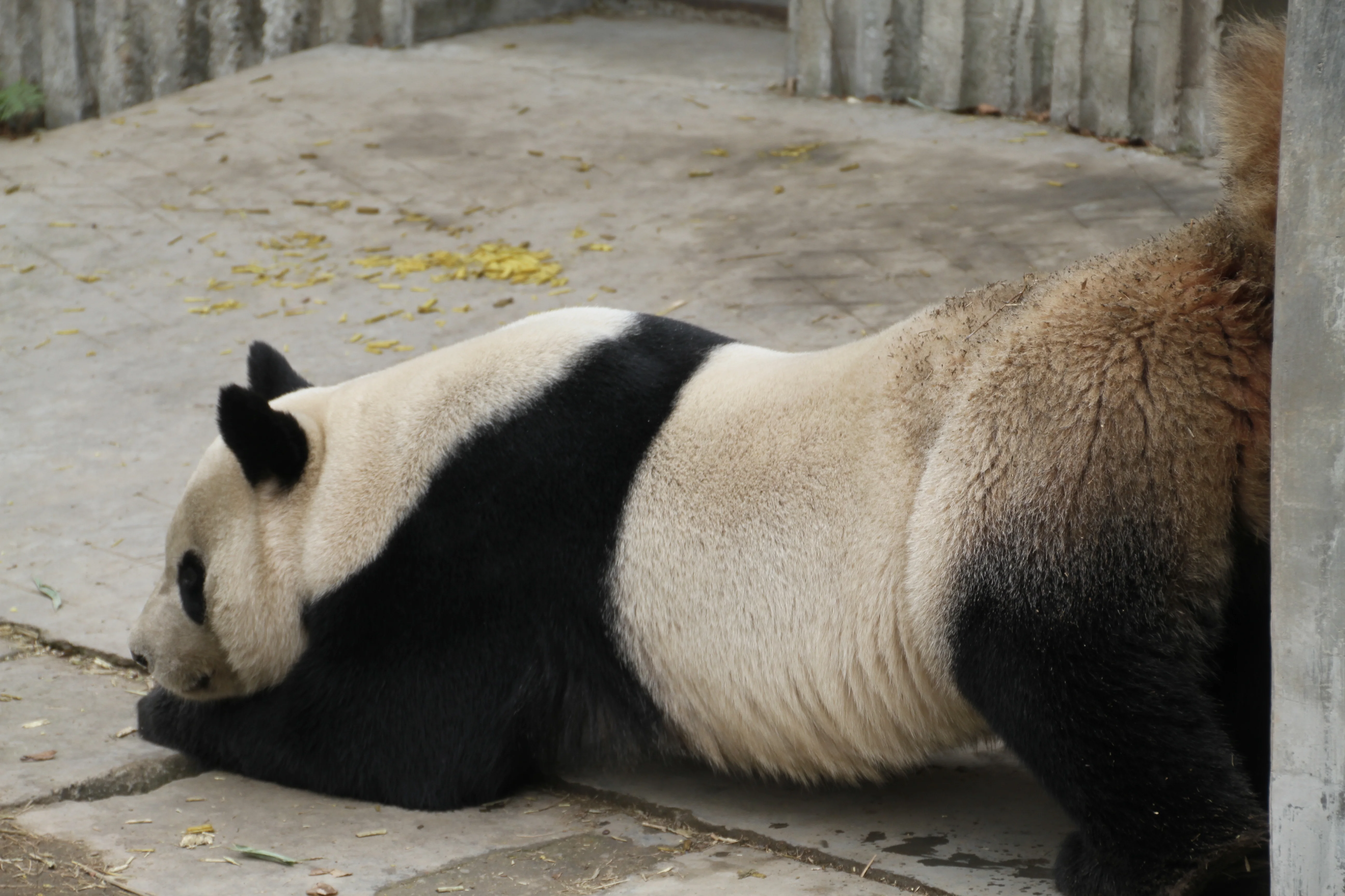 Chengdu Research Base of Giant Panda Breeding