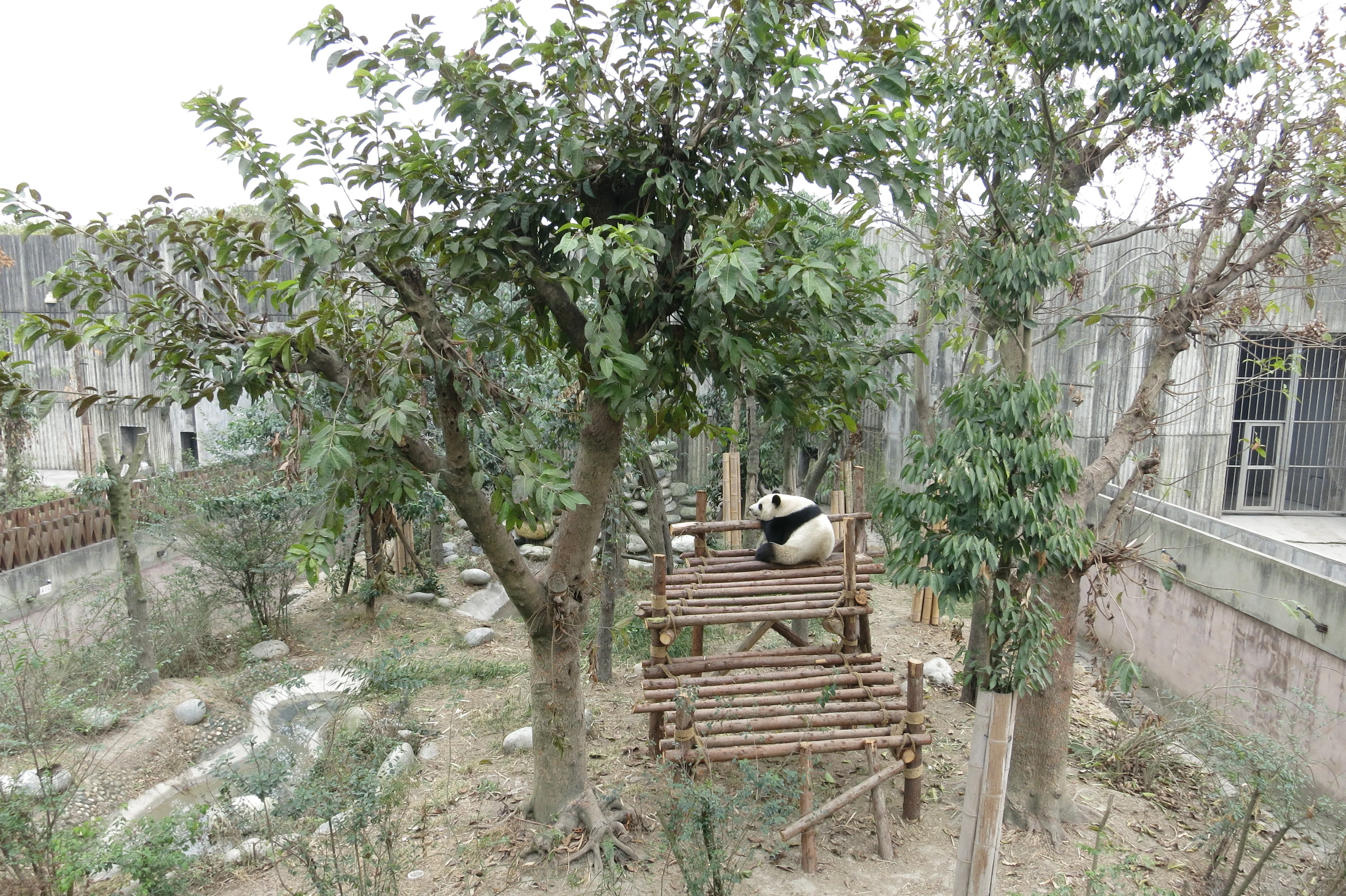 Chengdu Research Base of Giant Panda Breeding