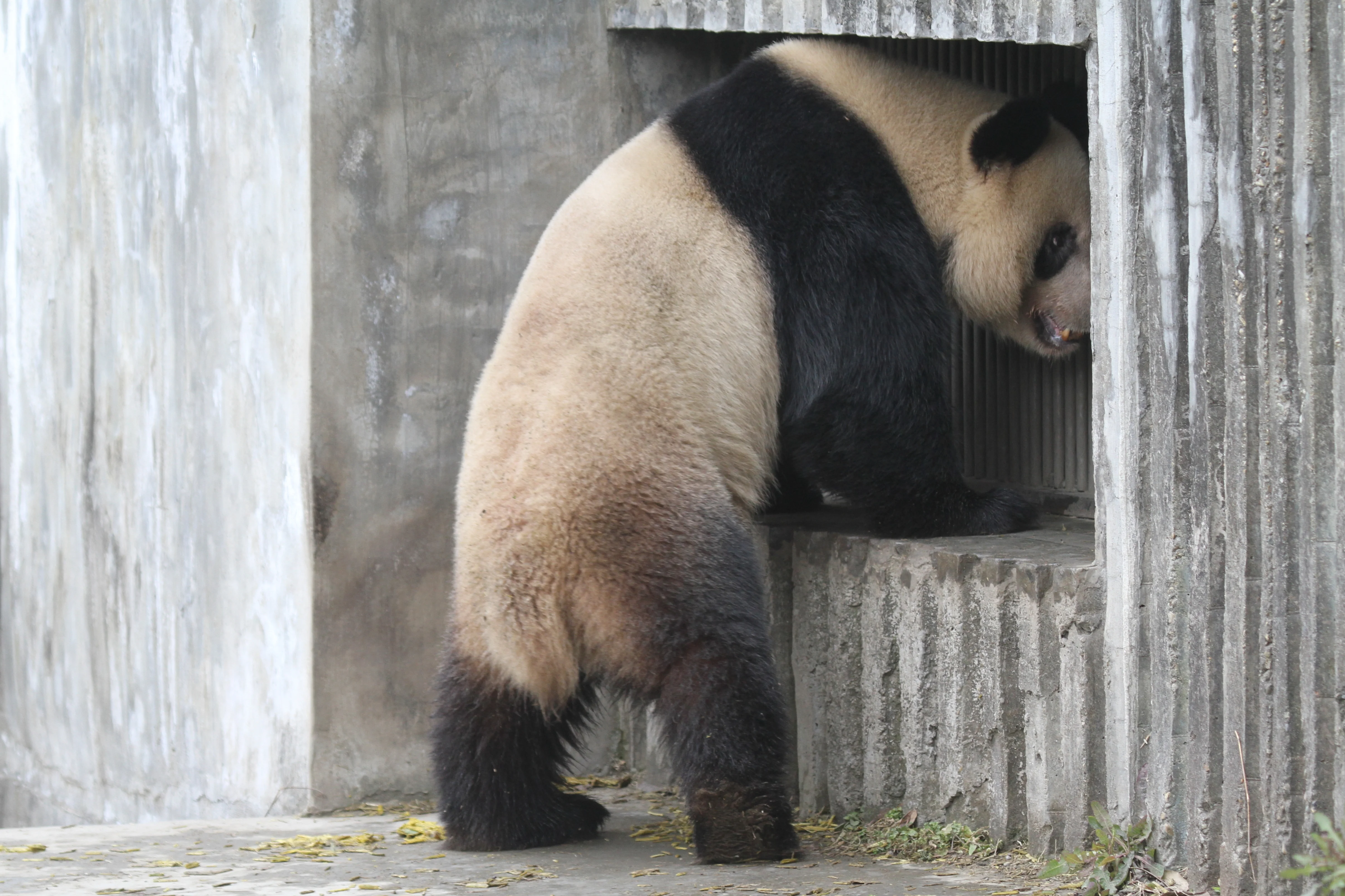 Chengdu Research Base of Giant Panda Breeding