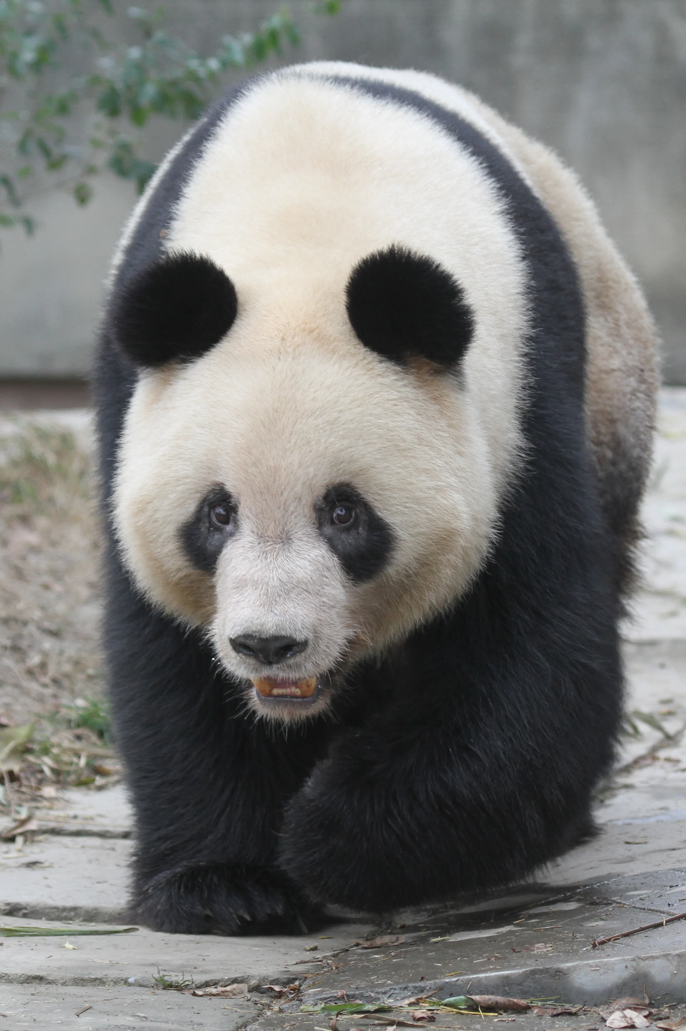 Chengdu Research Base of Giant Panda Breeding