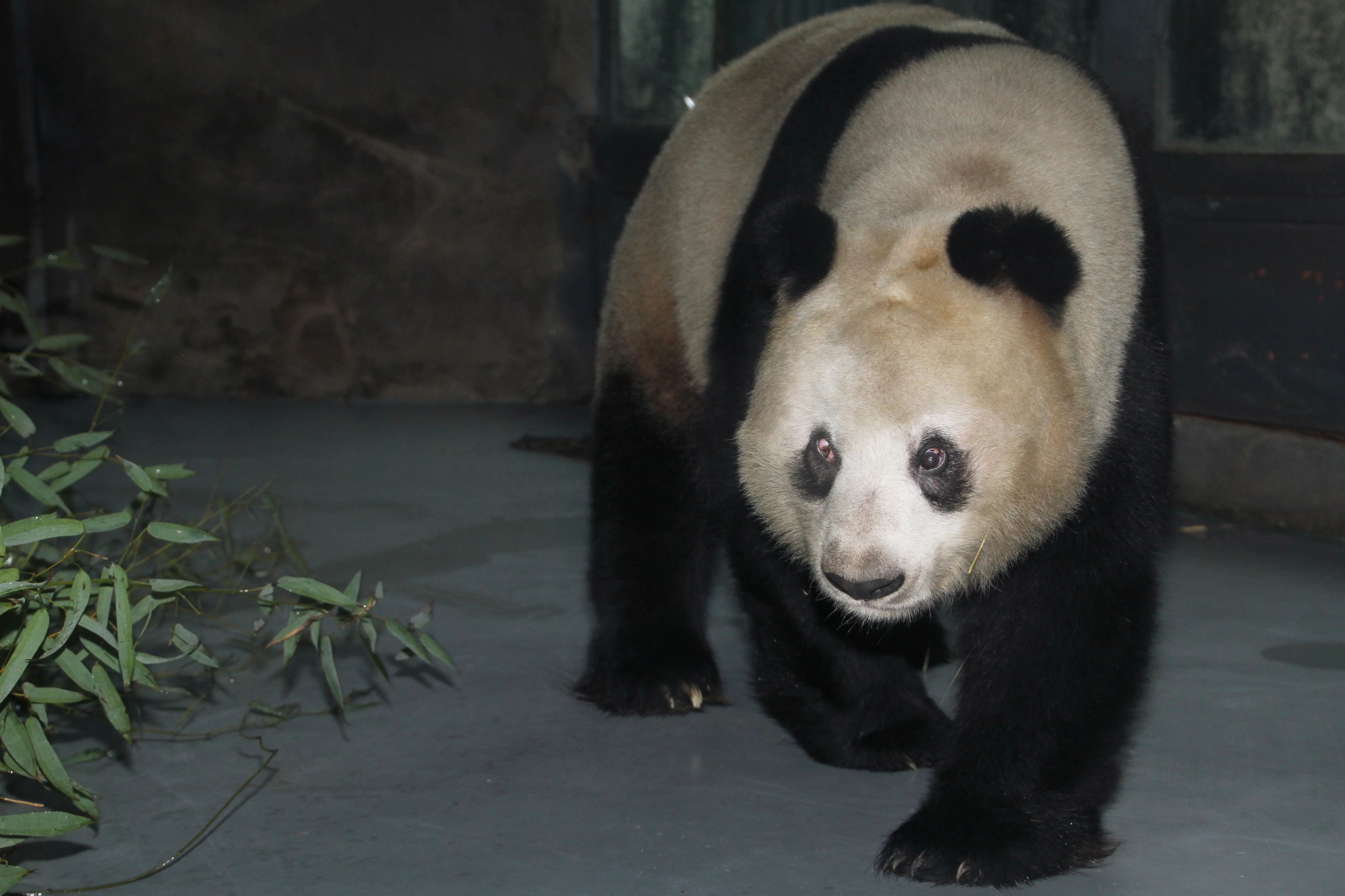 Chengdu Research Base of Giant Panda Breeding