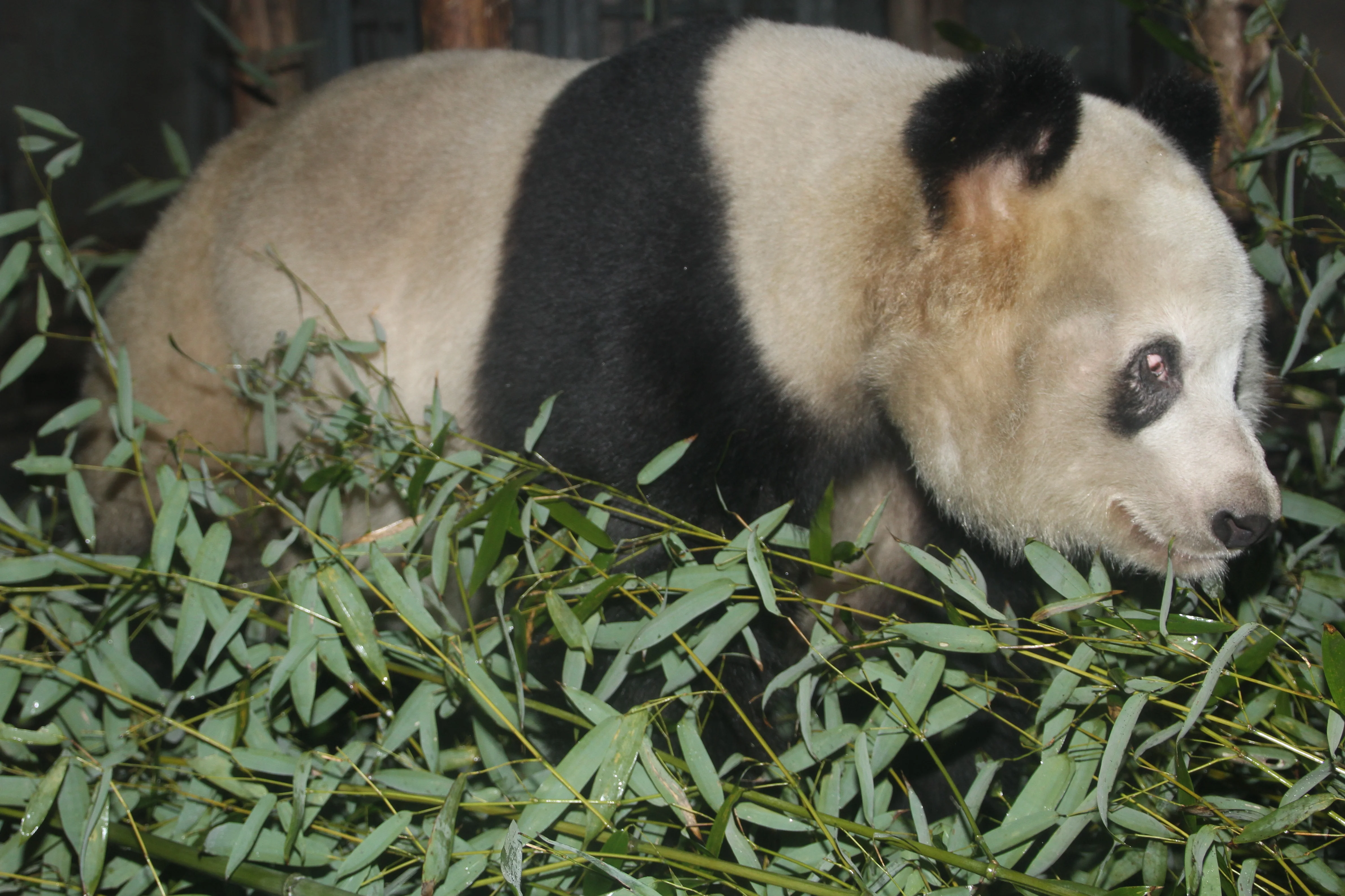 Chengdu Research Base of Giant Panda Breeding