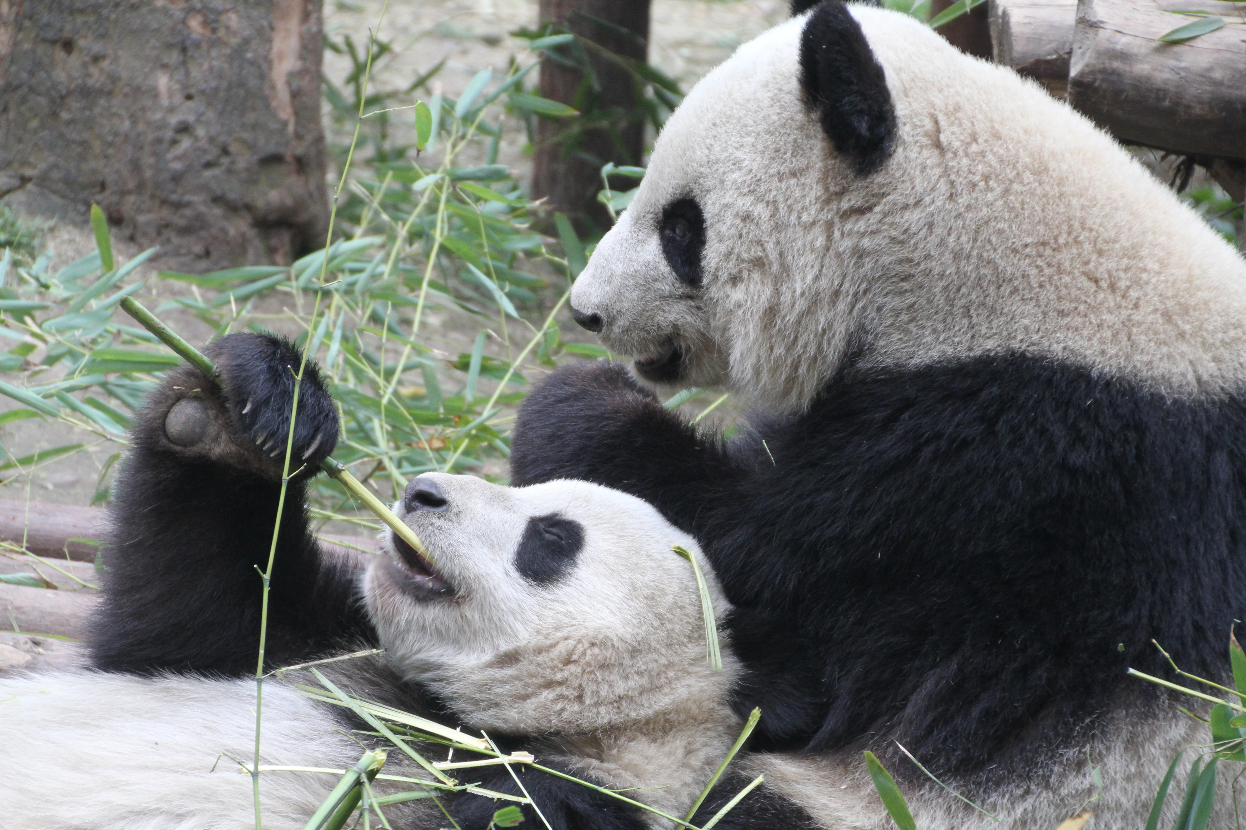 Chengdu Research Base of Giant Panda Breeding