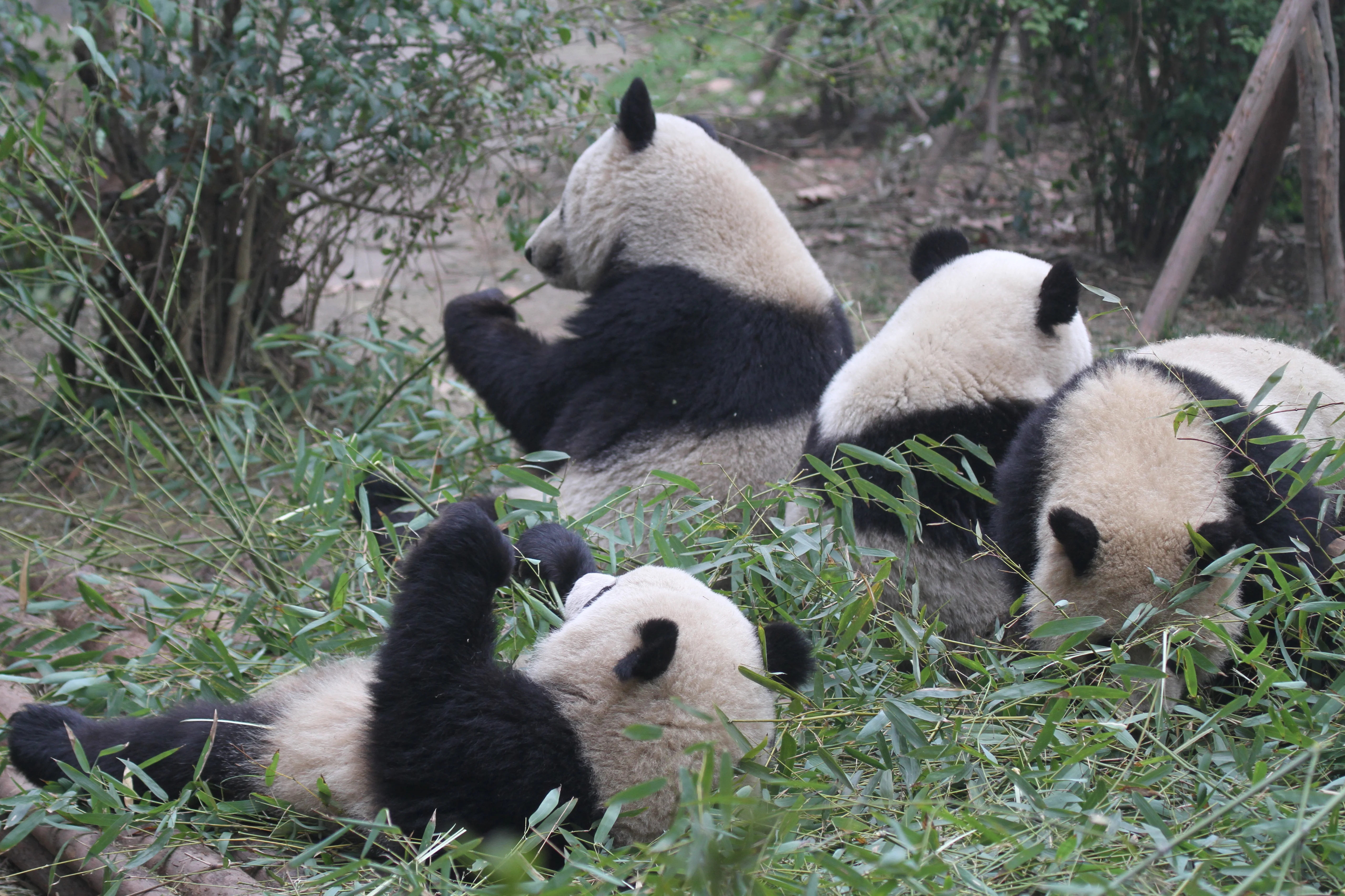 Chengdu Research Base of Giant Panda Breeding