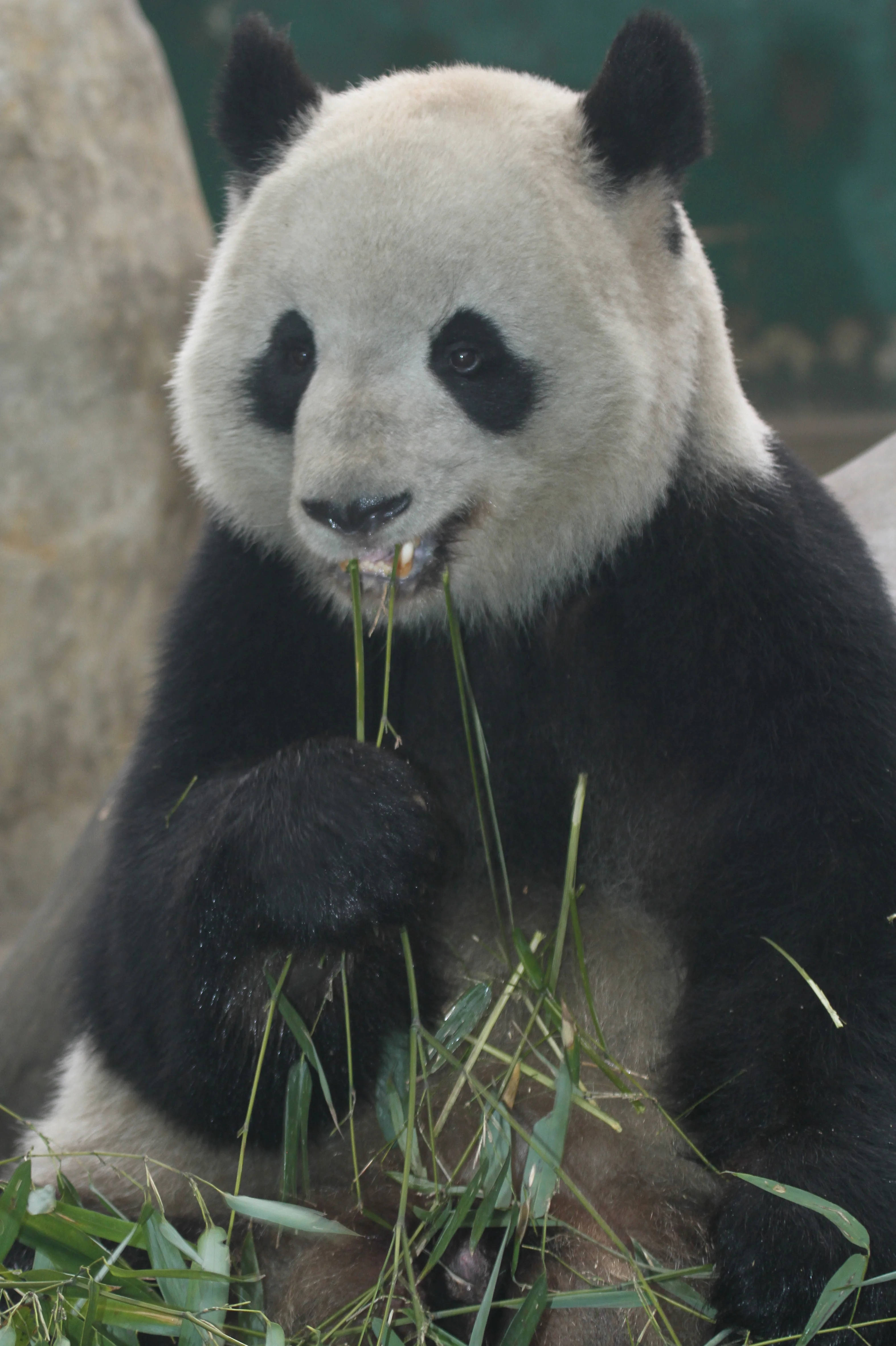 Chengdu Zoo