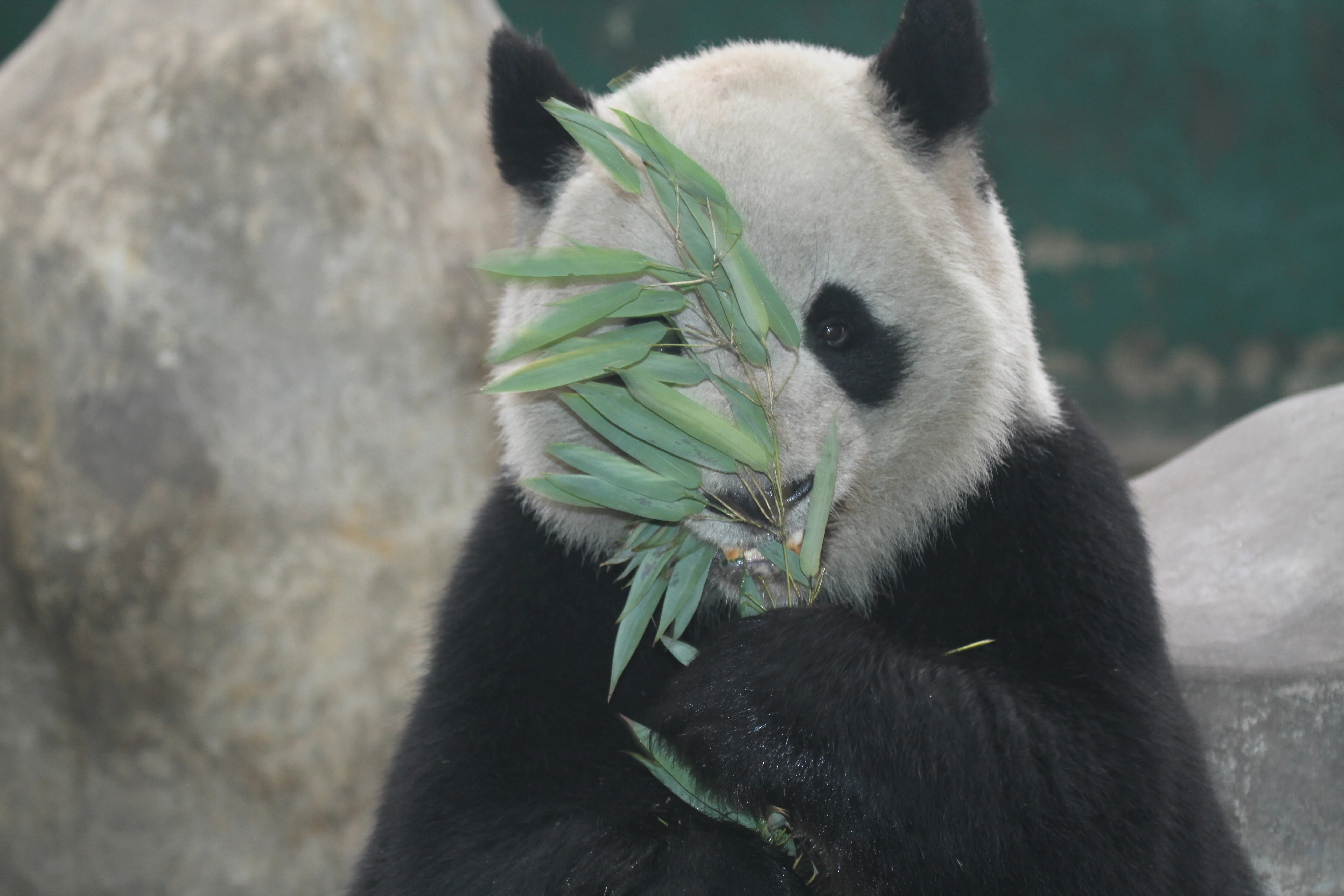Chengdu Zoo