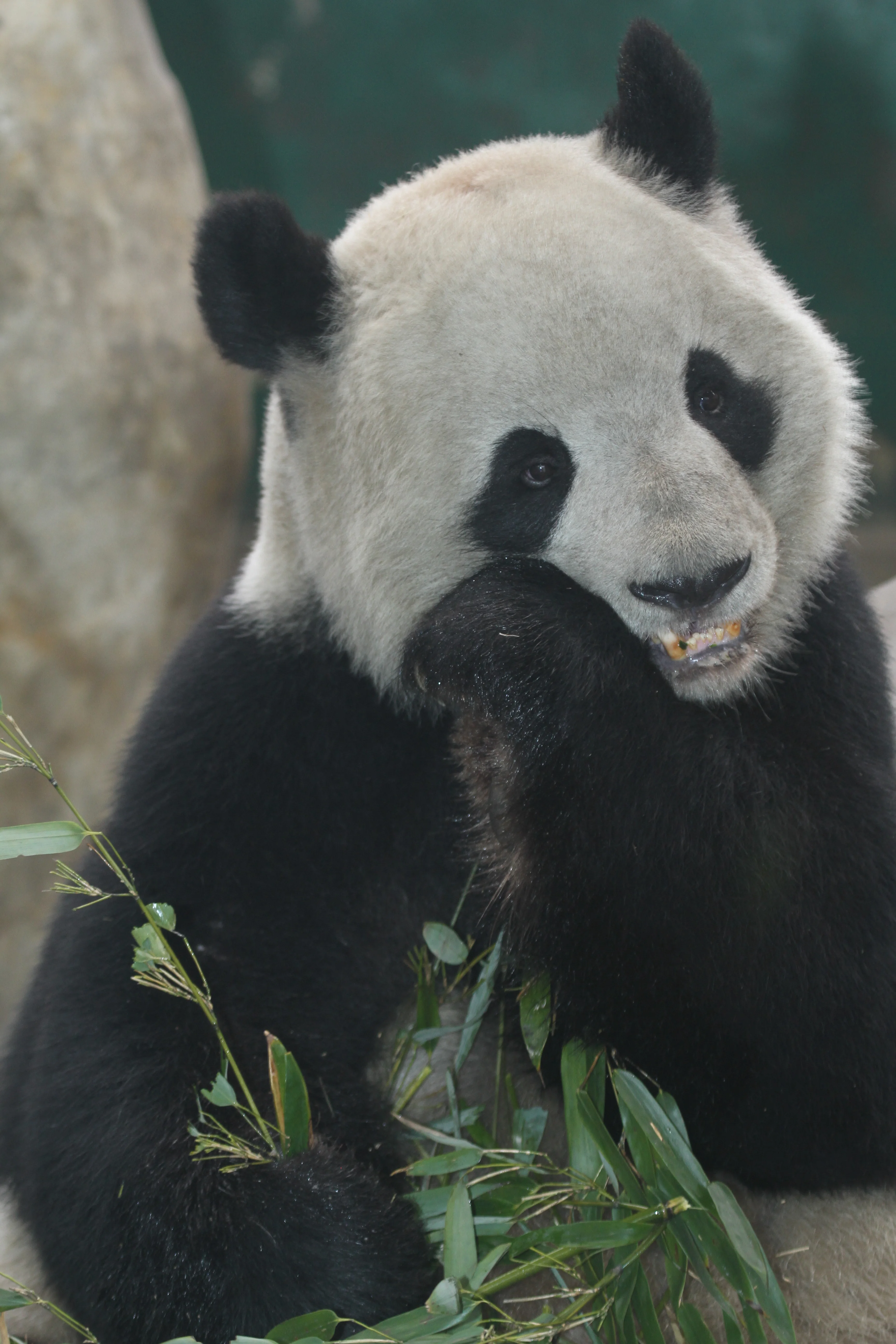 Chengdu Zoo