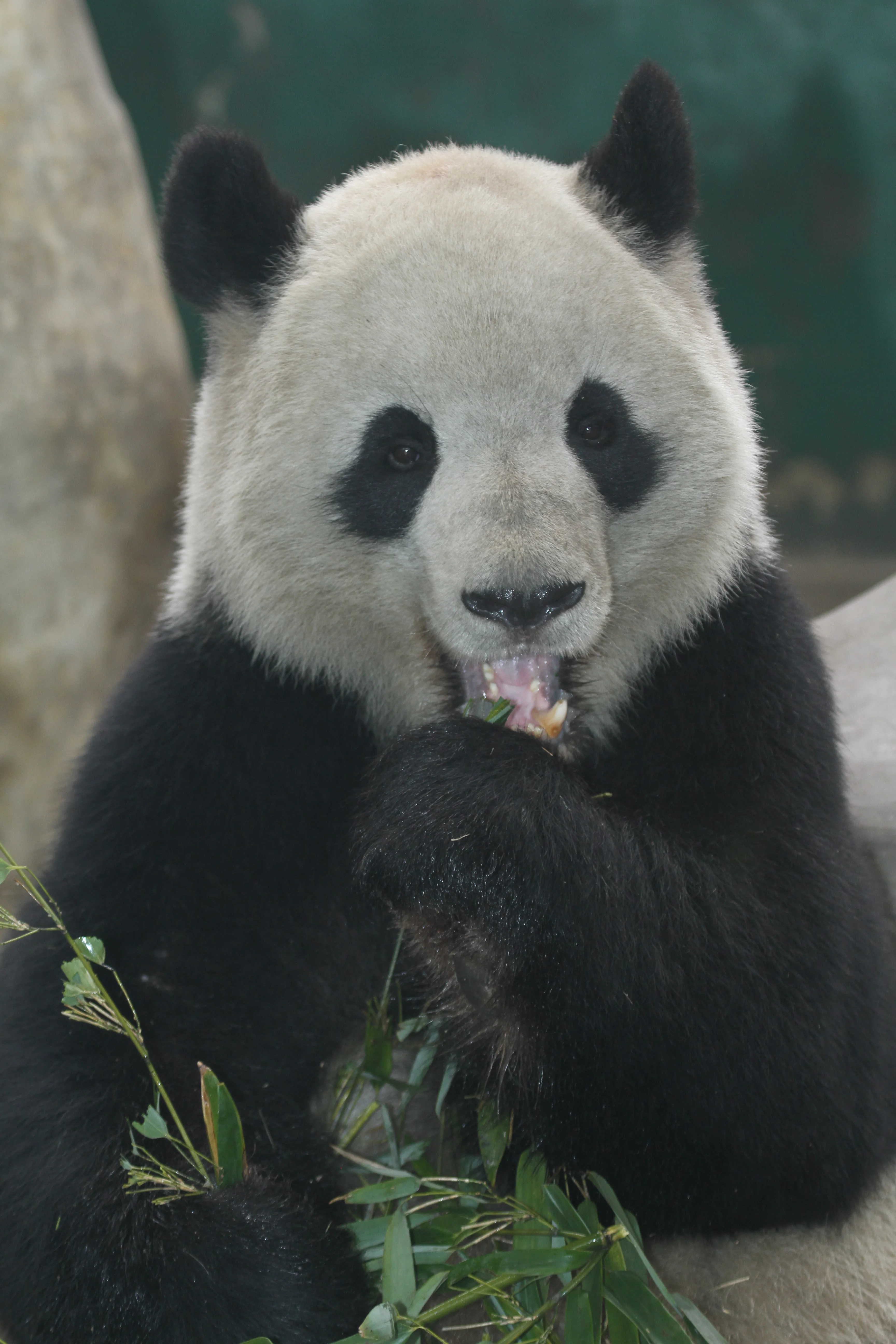 Chengdu Zoo