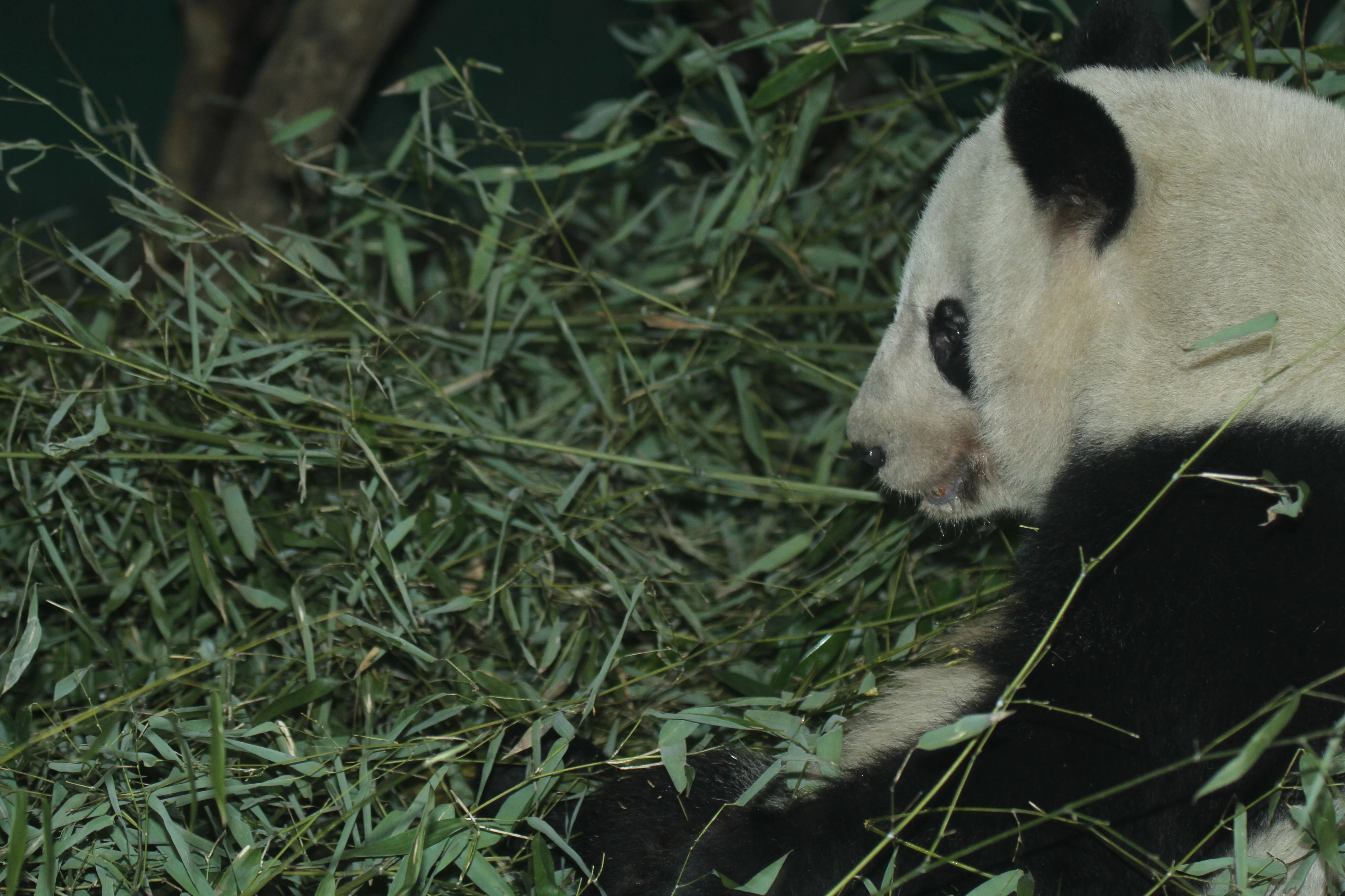 Chengdu Zoo